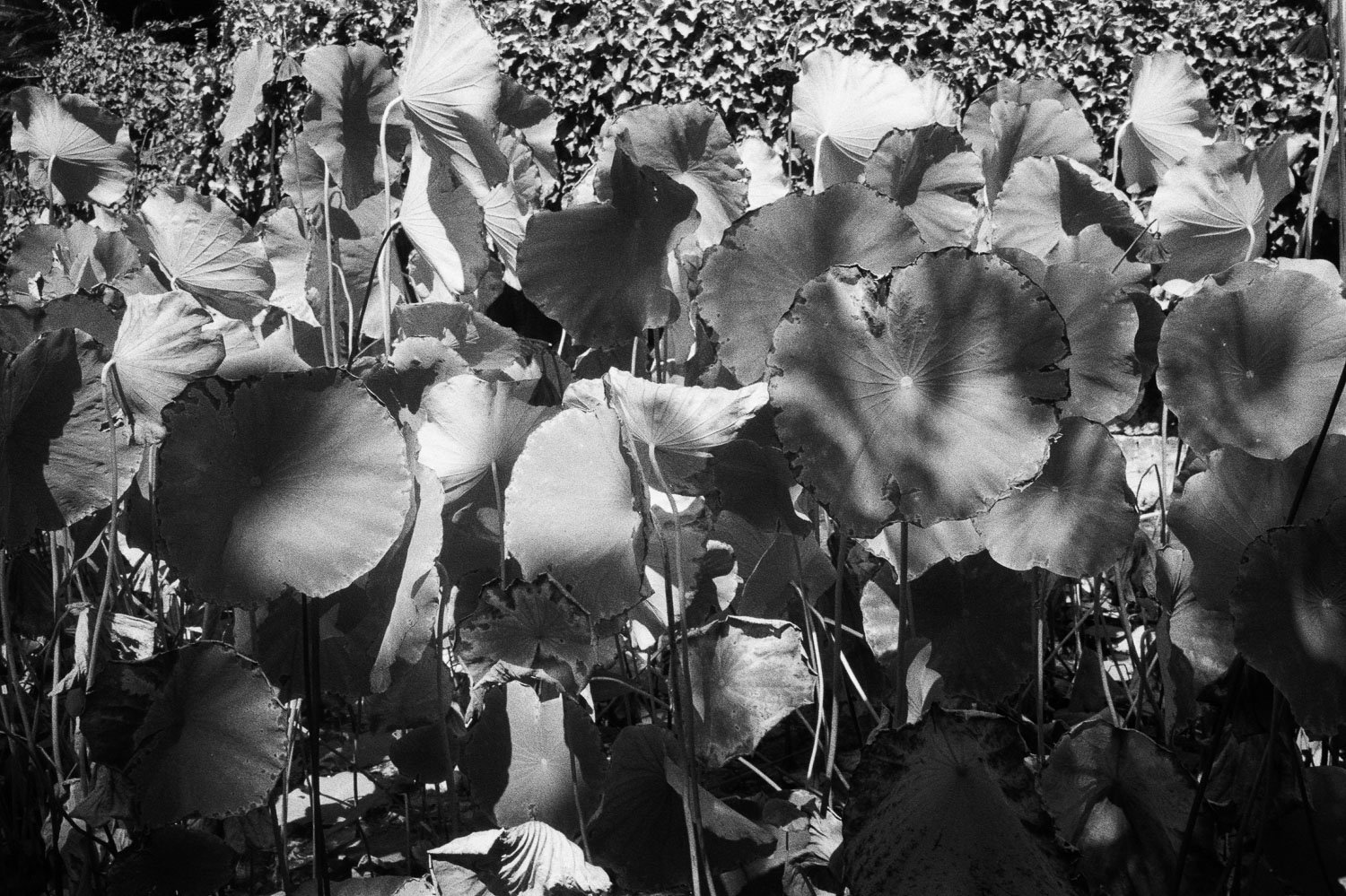 Orto botanico on film © Birgitte Brondsted-47.jpg
