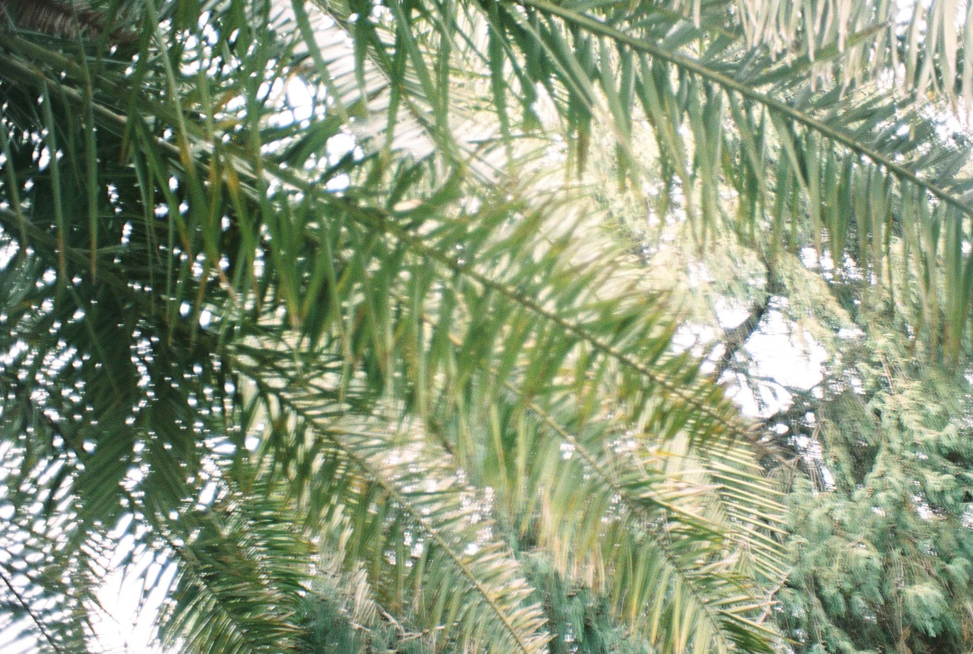 Palms © Birgitte Brondsted-0030.jpg