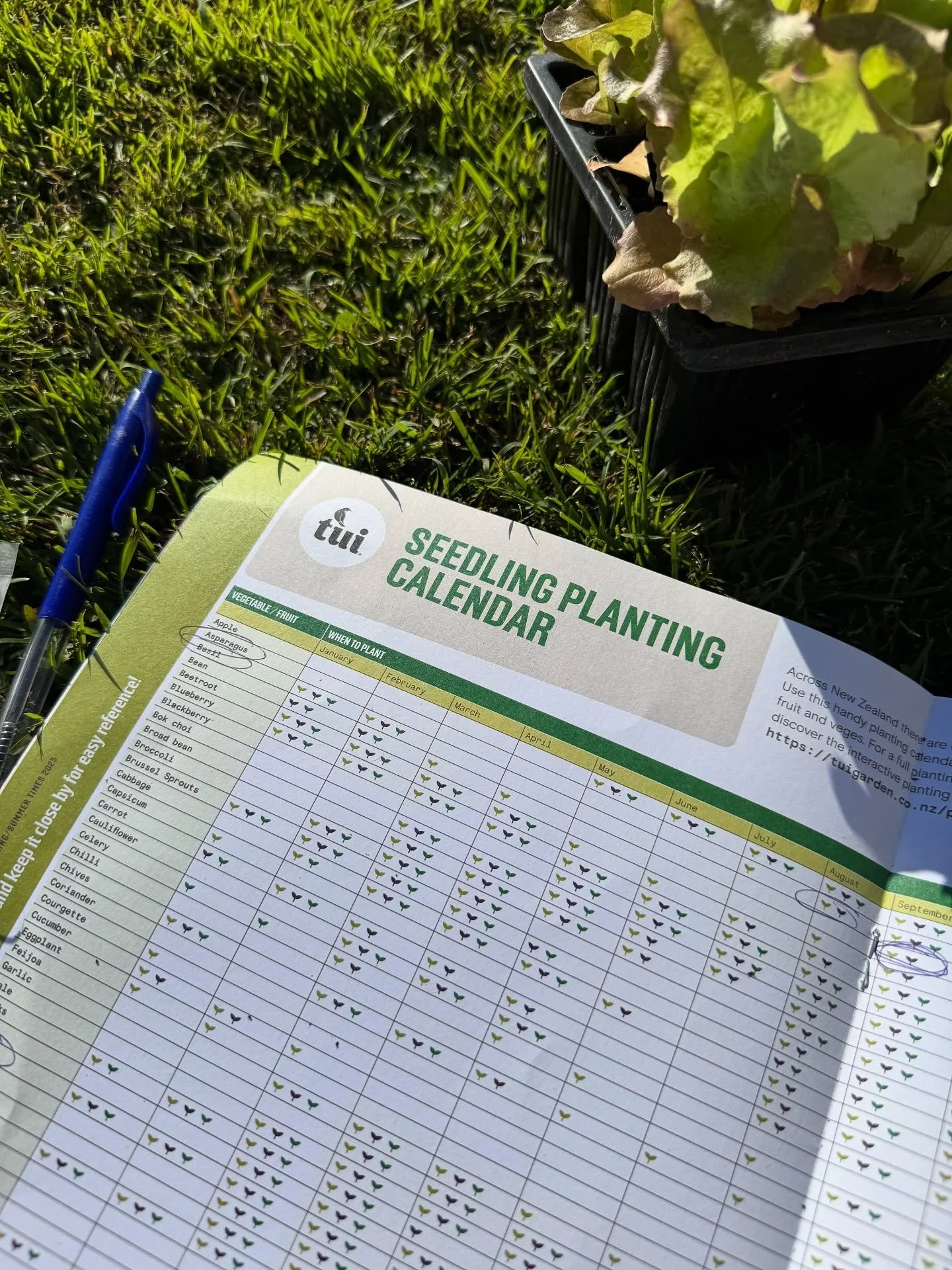Spring is here with @tuigardenandhome ! 🌱

Was thrilled to be invited back again to promote the new edition of the Tui Times, and the lift-out seedling planting calendar.

#springcampaign #ugc #influencermarketing #productphotography #nzsmallbusines