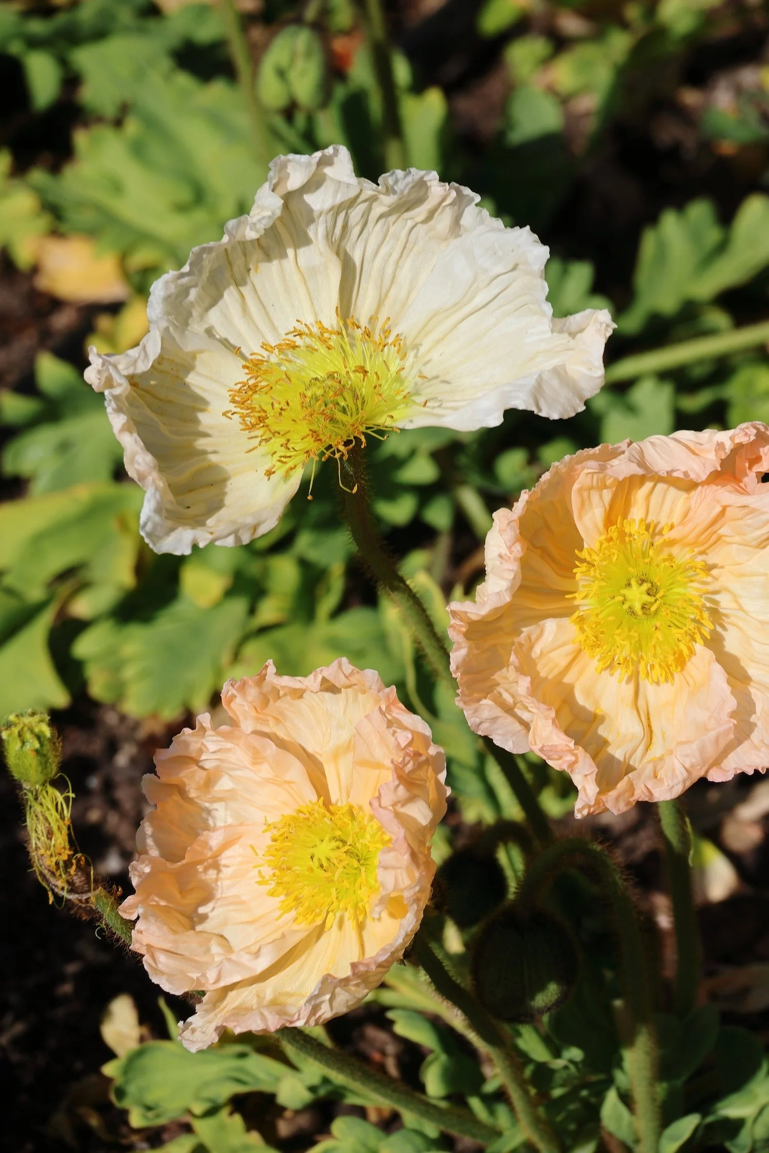 Flowers Lifestyle Kings Plant Barn Photography Portfolio