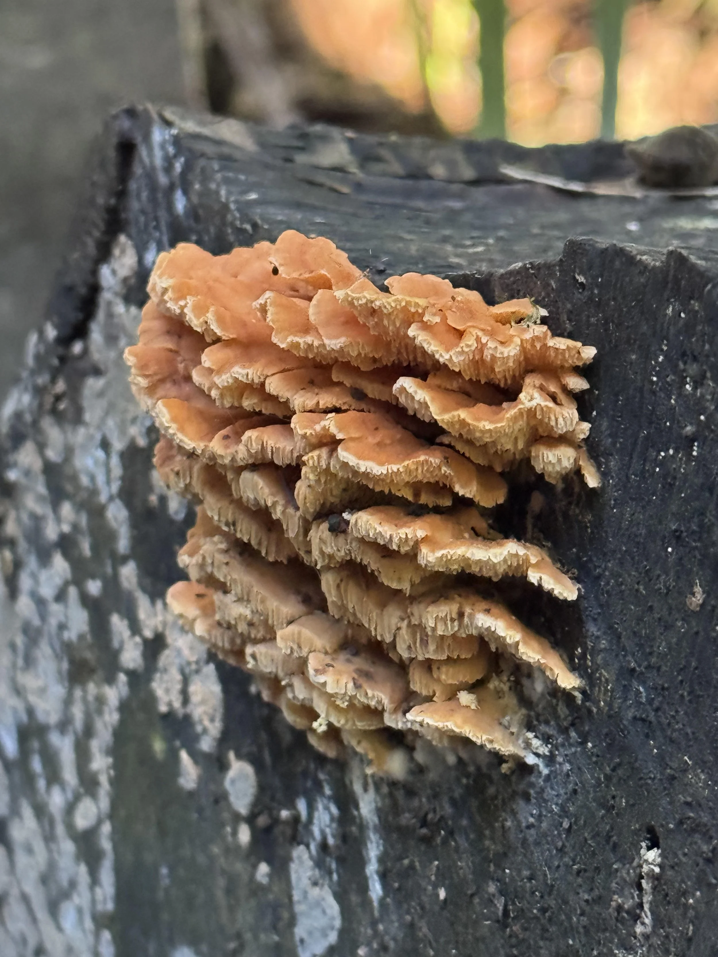 new zealand stock imagery fungi
