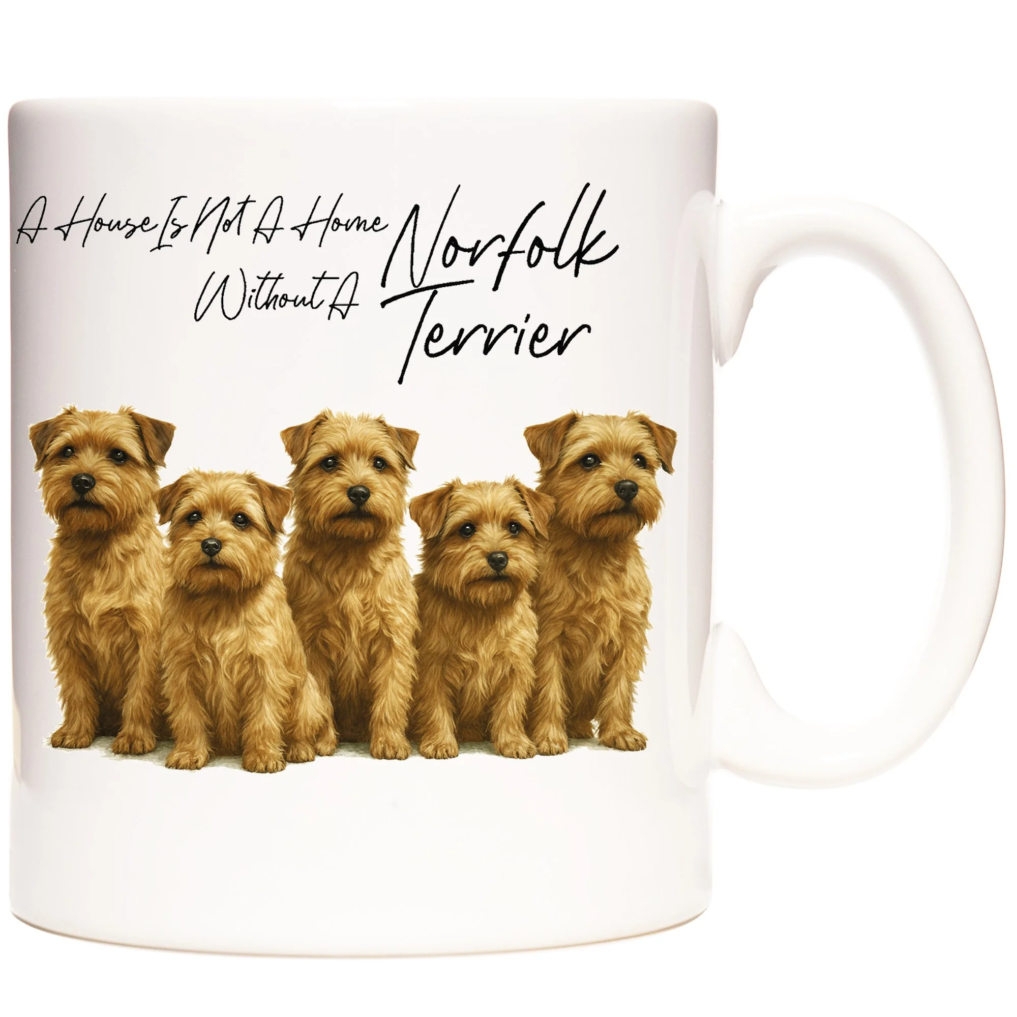 NORFOLK TERRIER 2.jpg