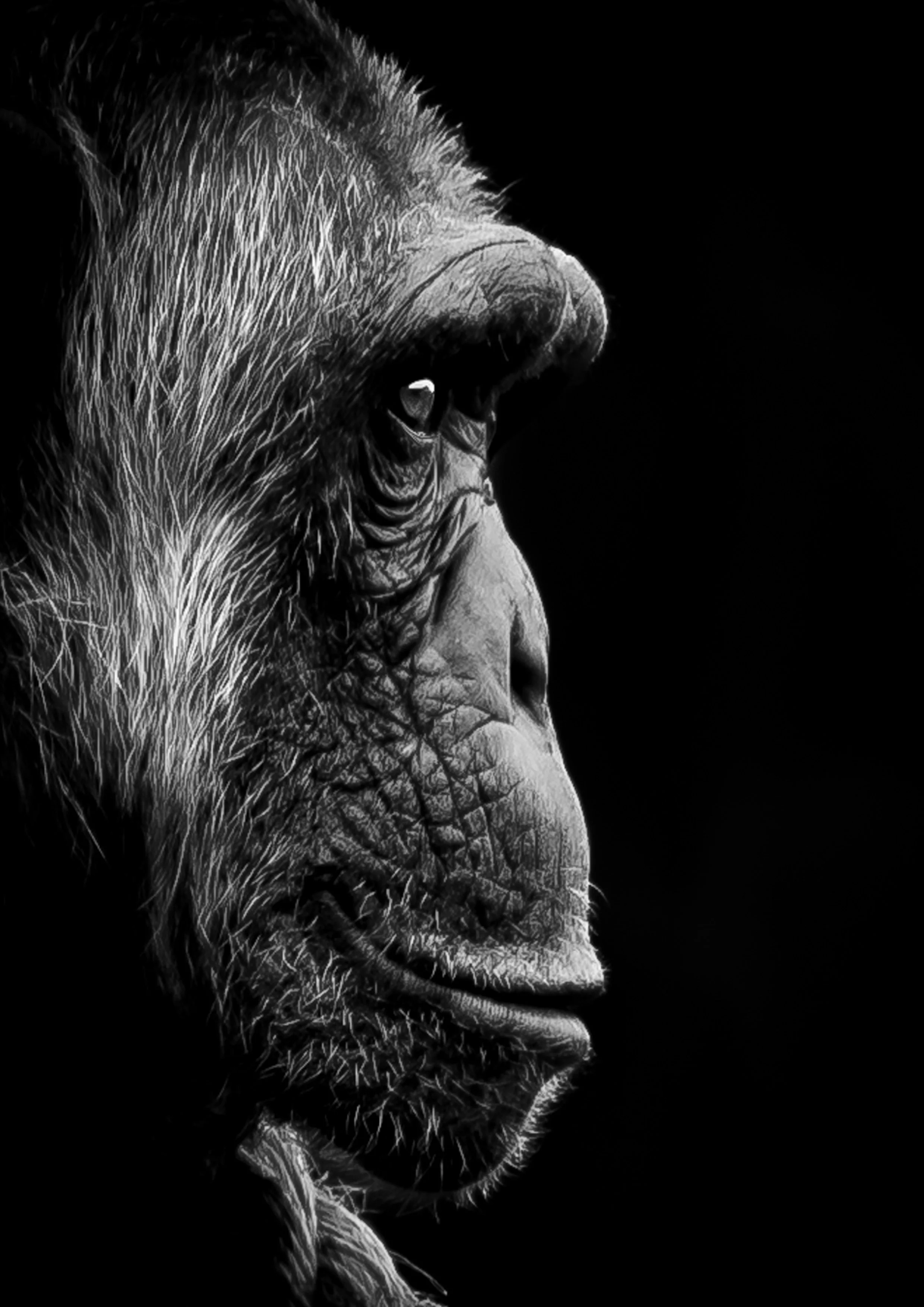 Male Chimp