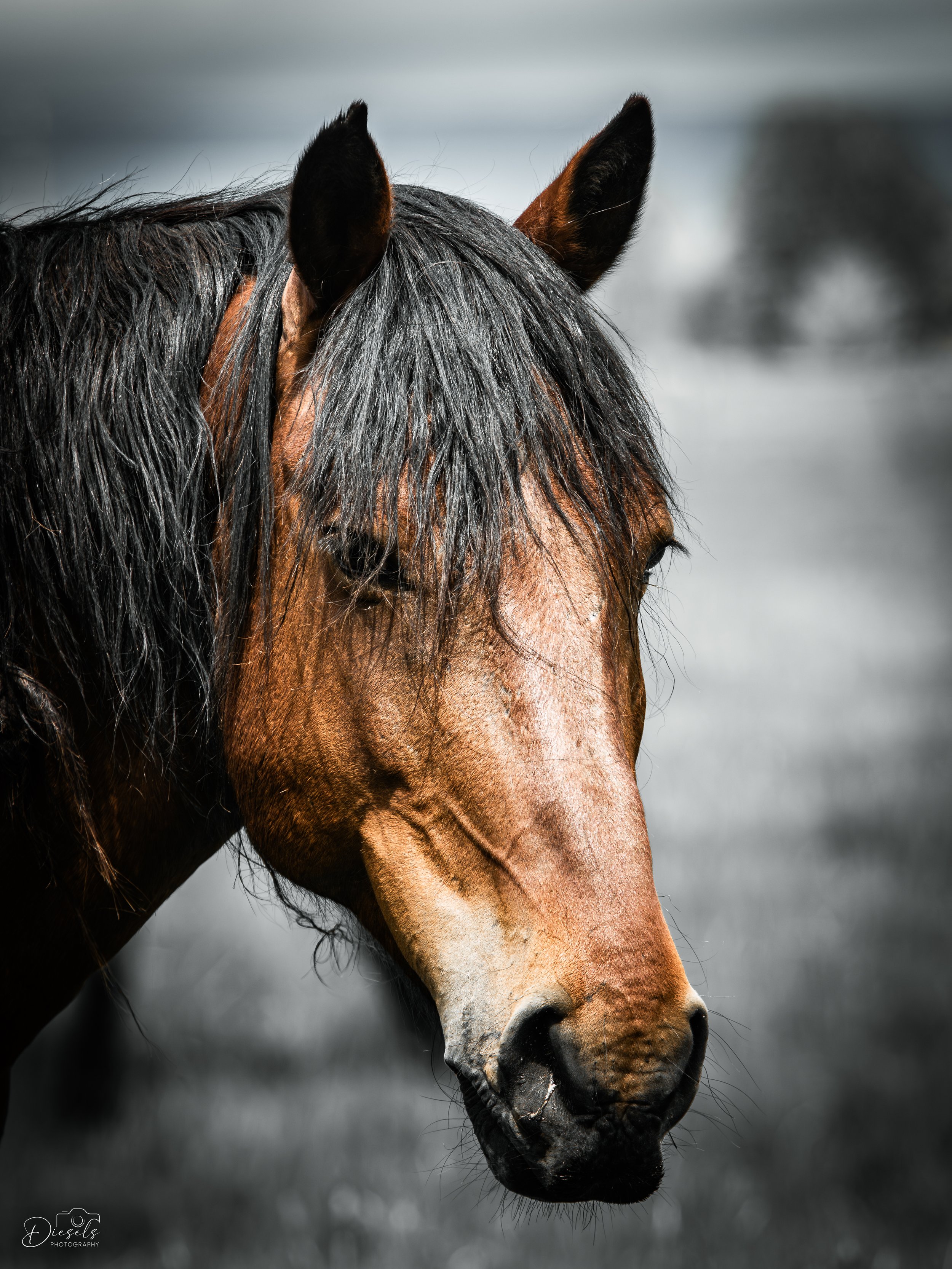 Mustangs-4.jpg