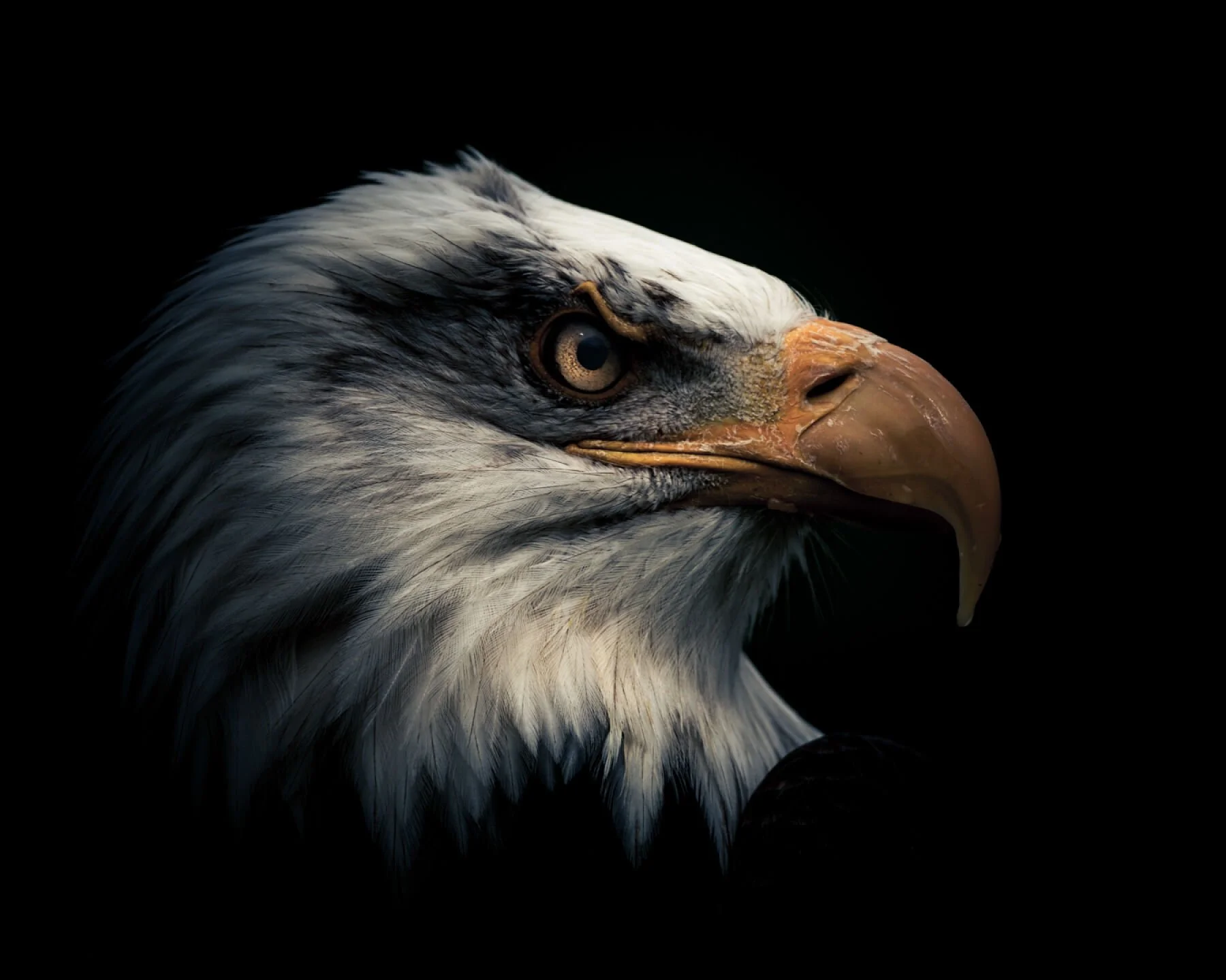 American Bald Eagle