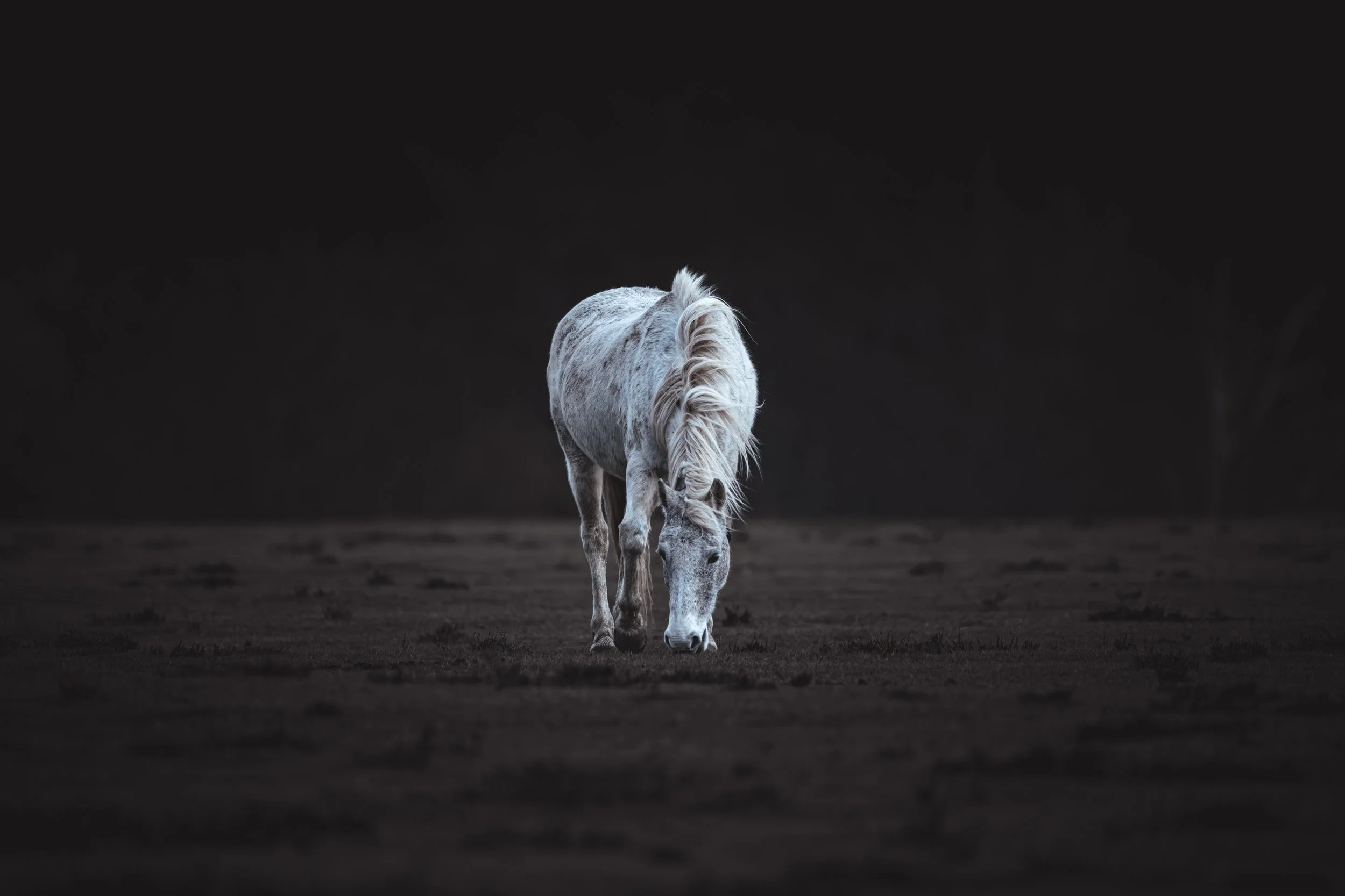 Wild Horse - New Forest - UK