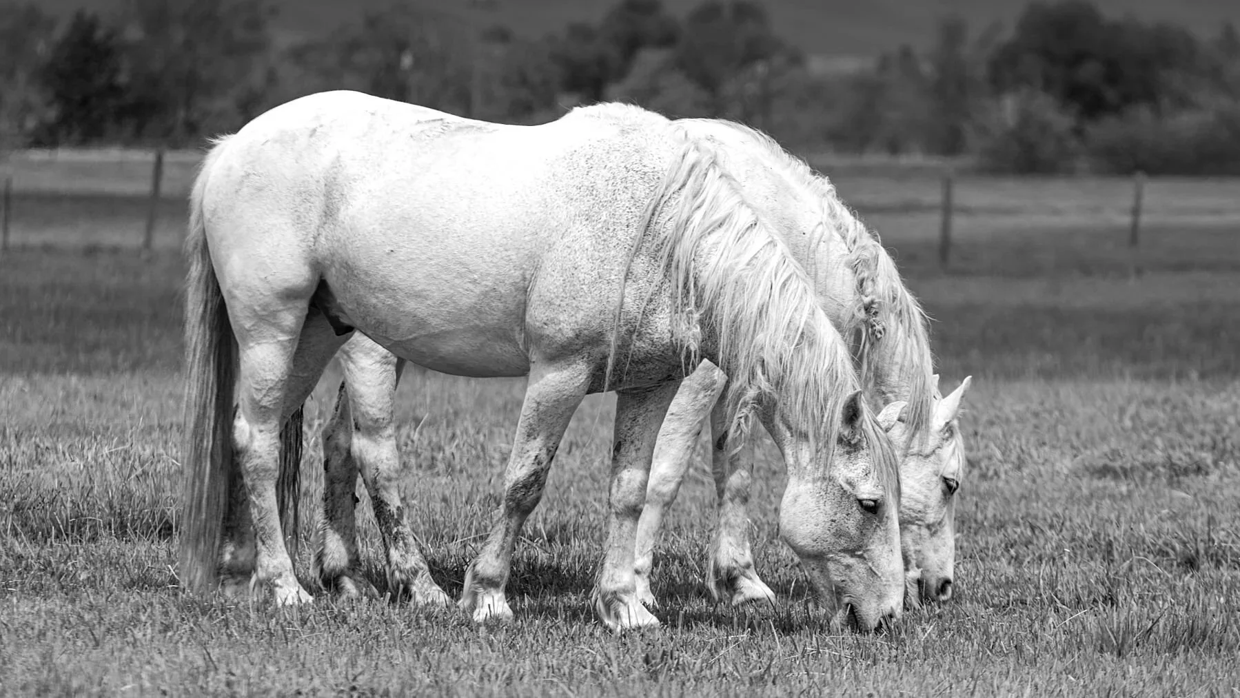 Wild Mustangs
