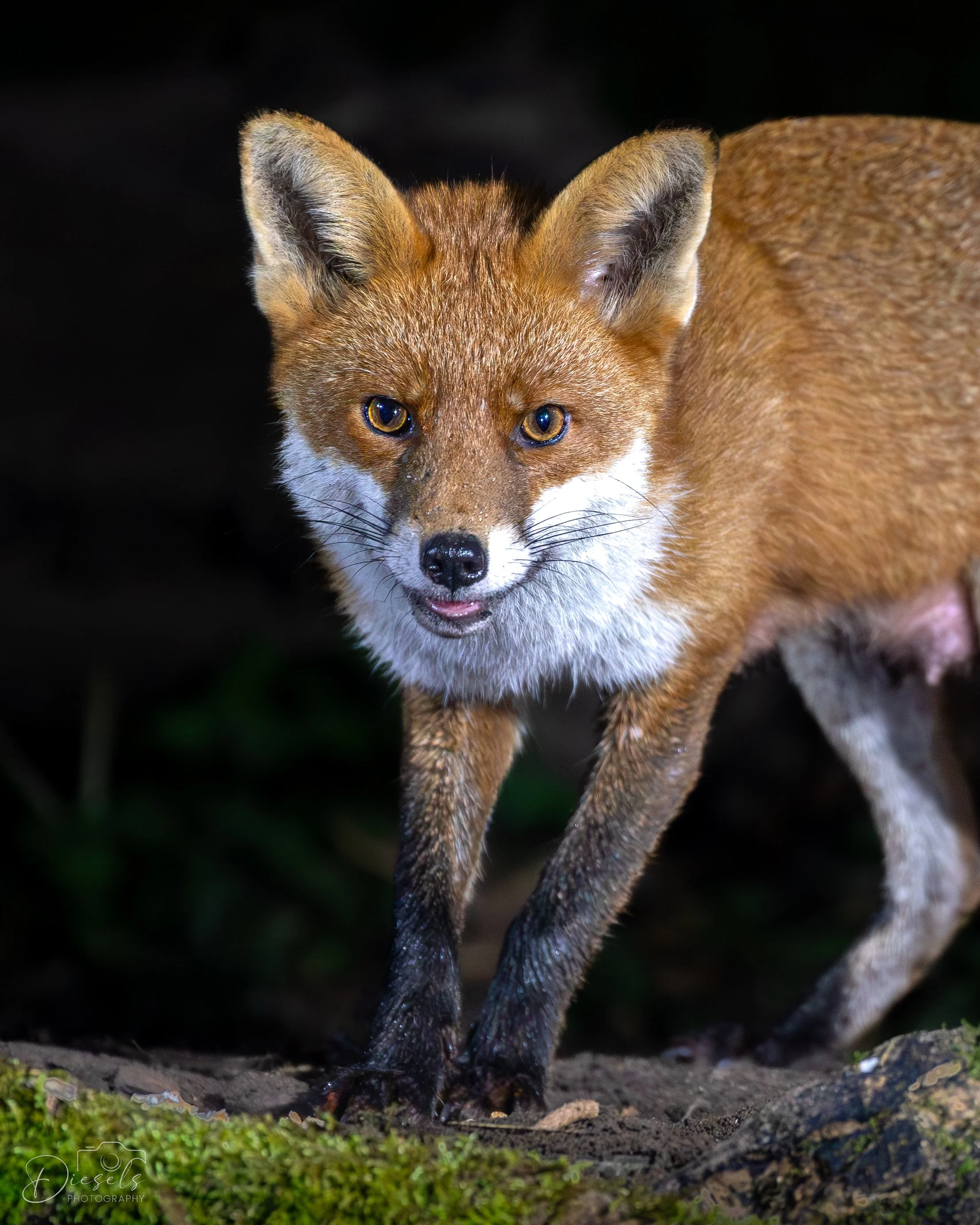 Female Fox - Birmingham - UK