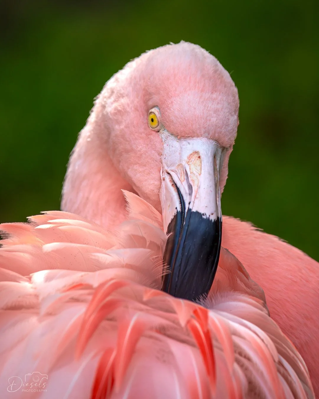 Flamingo - Myrtle Beach - USA