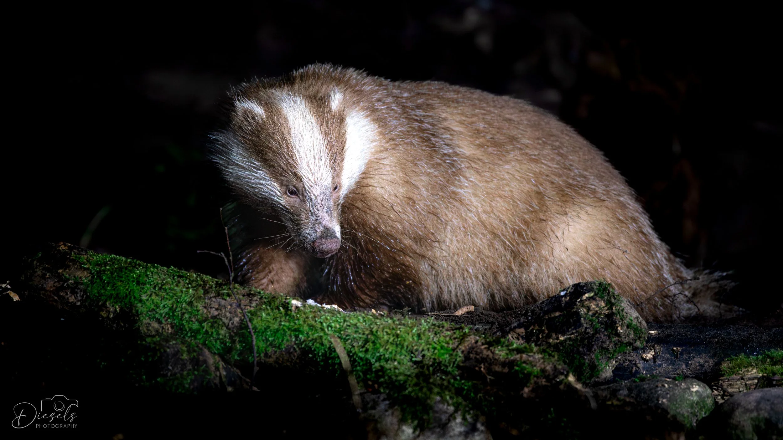 Badger - Birmingham - UK