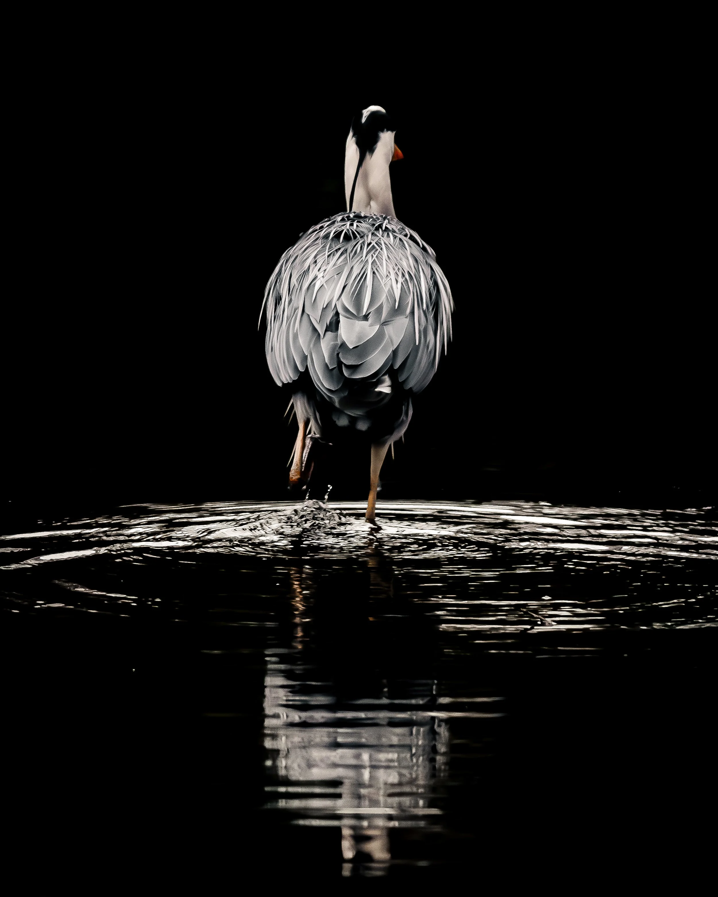Grey Heron - Bushy Park - London