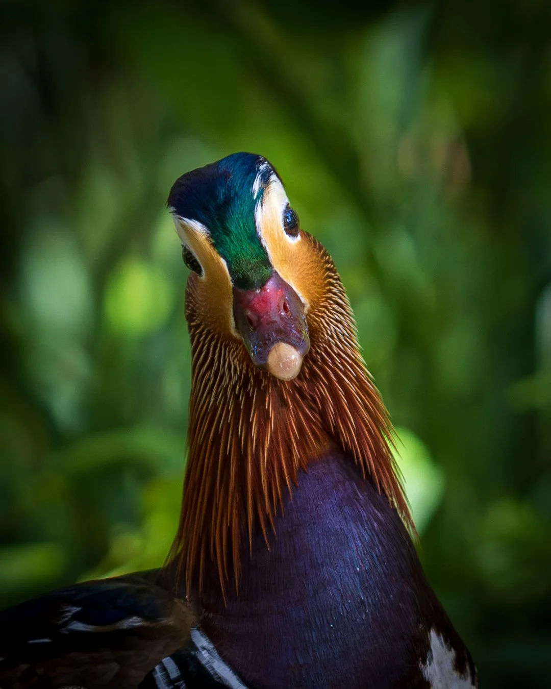 Mandarin Duck - Bushy Park - London