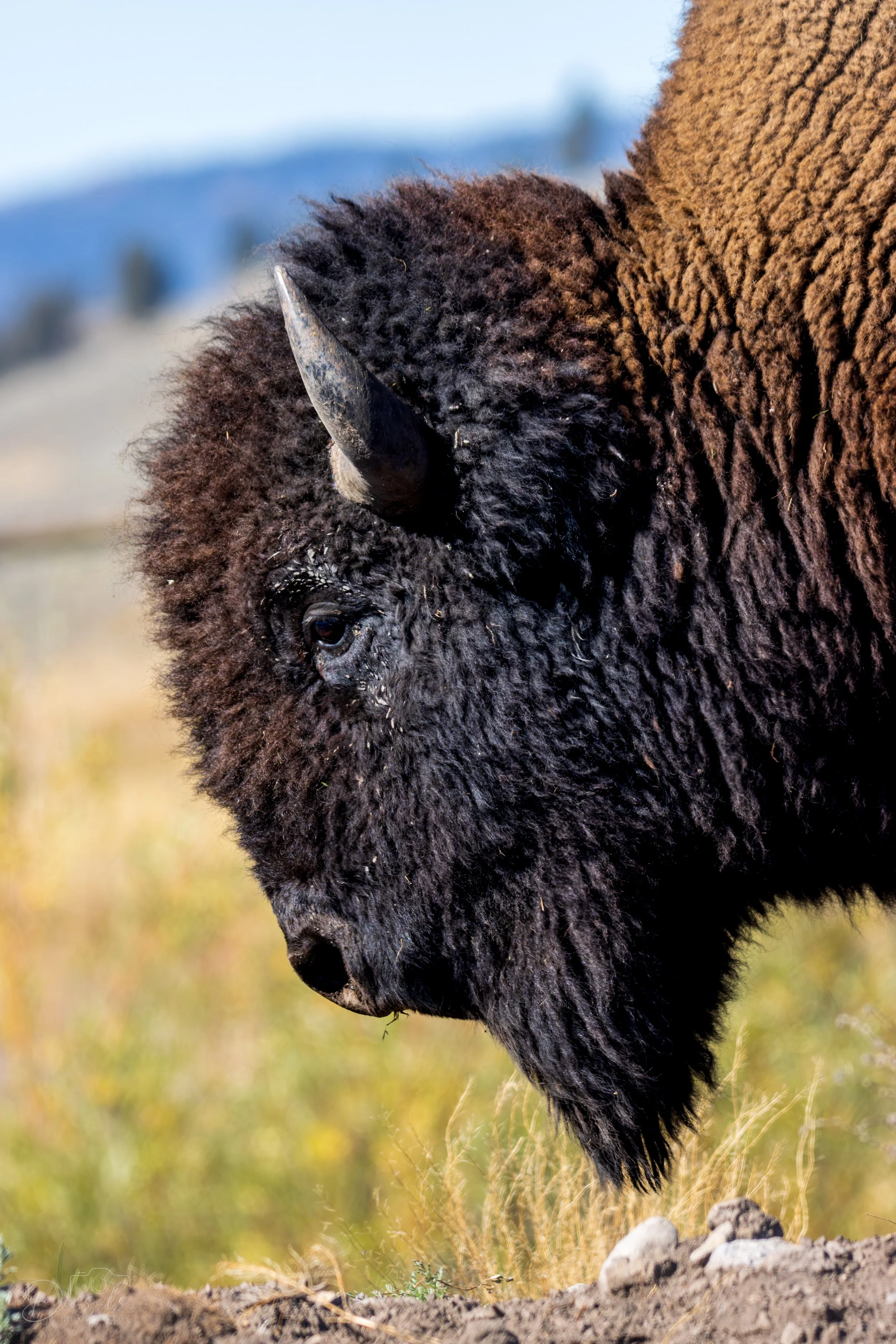 American Bison - Lamar Valley - Wyoming