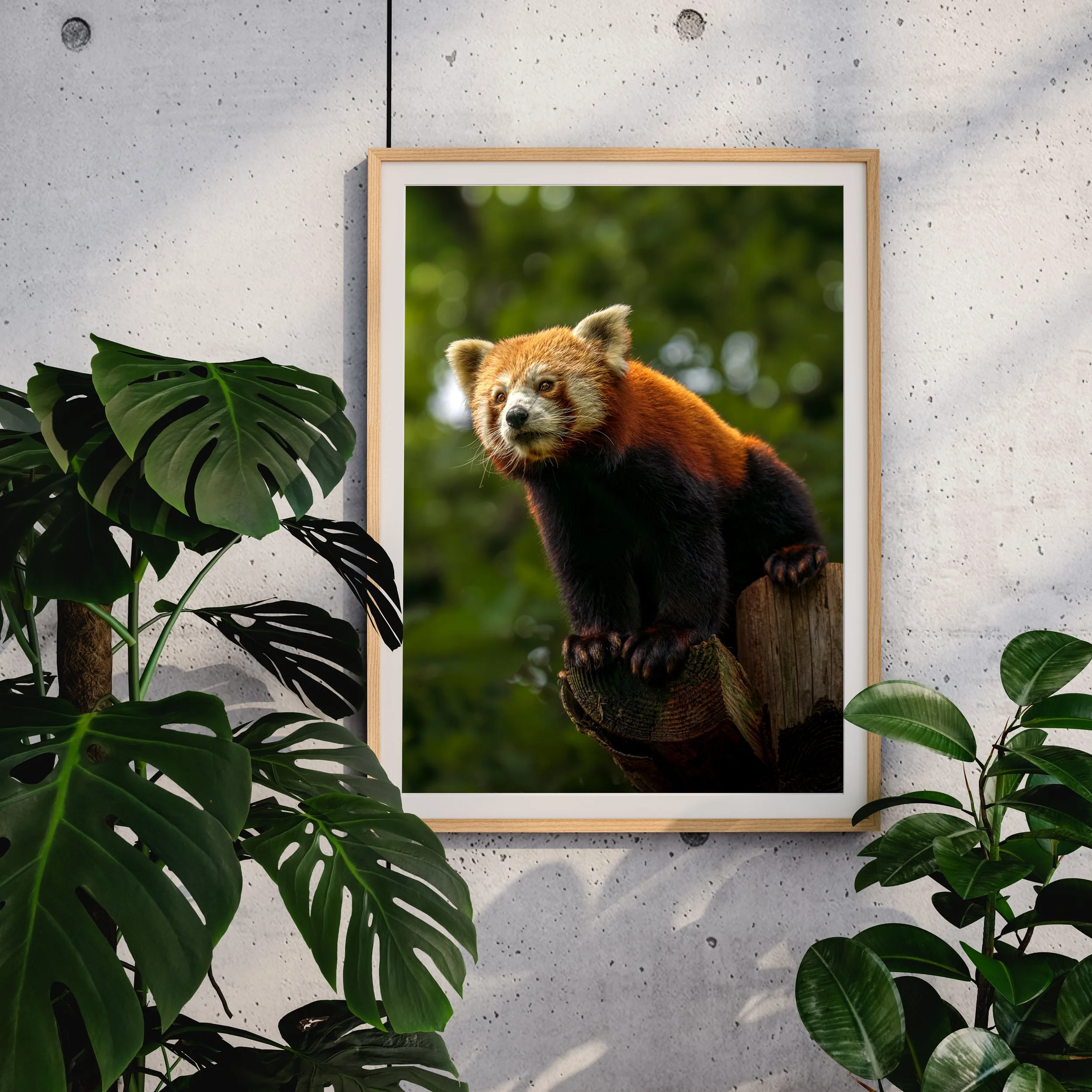 RedPandamockup.jpg
