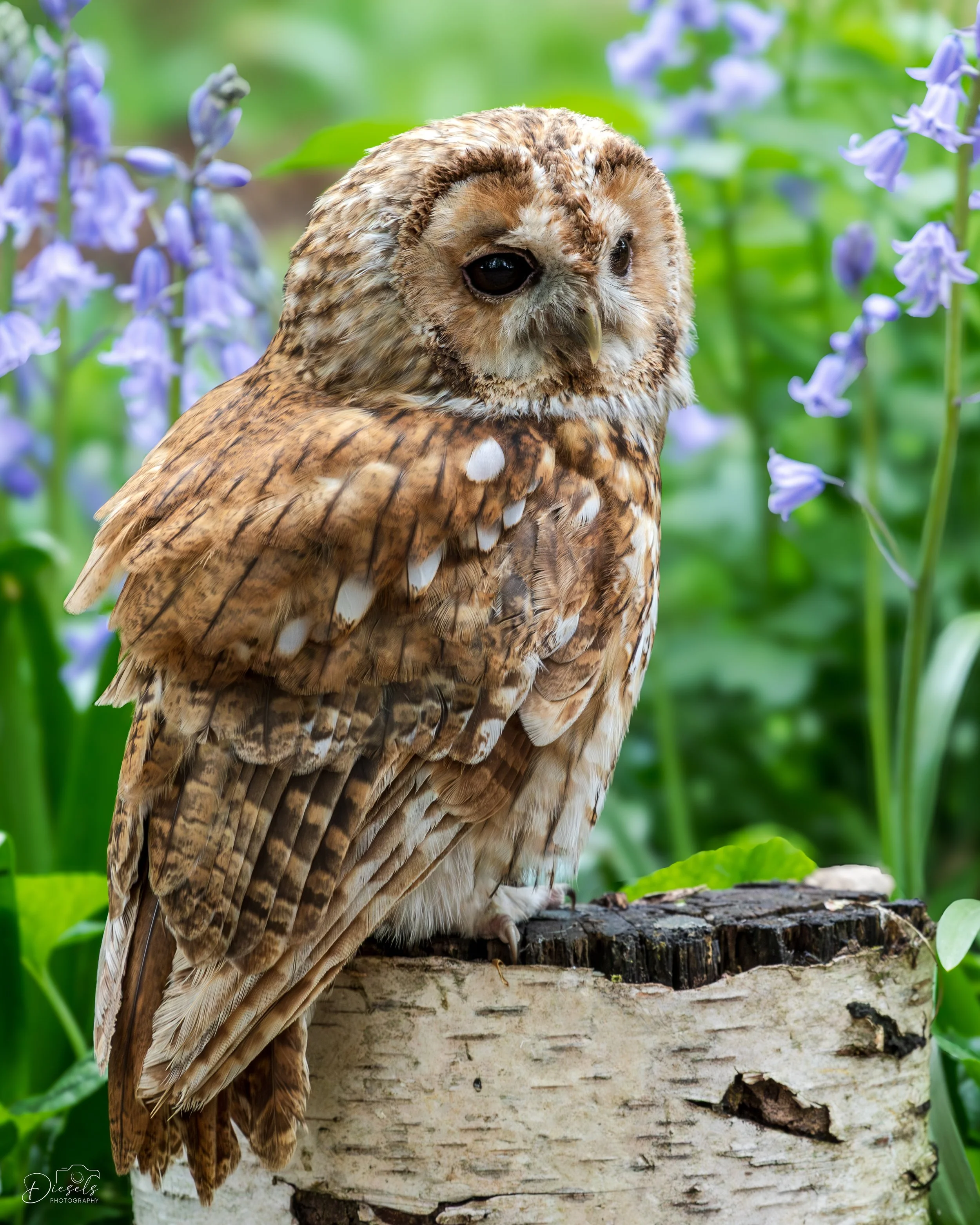 Tawny Owl - Surrey - UK