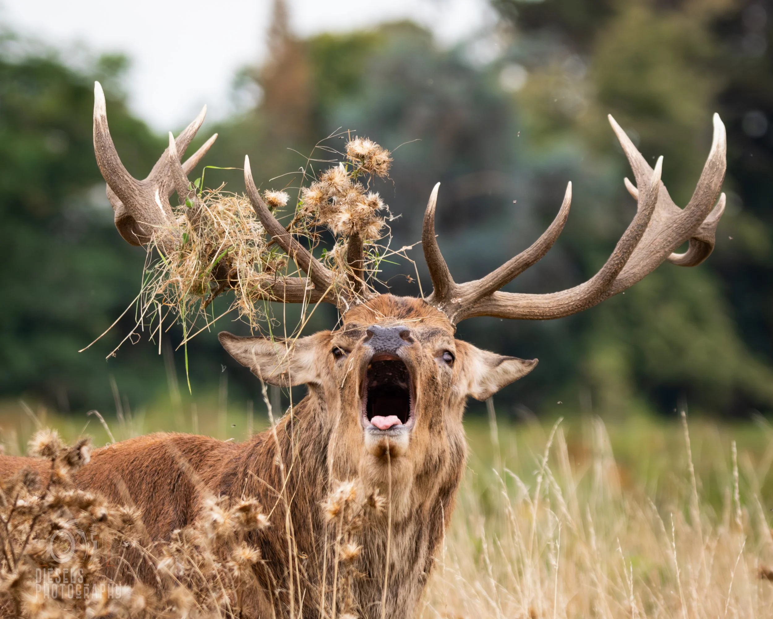 Stag - Richmond Park - London