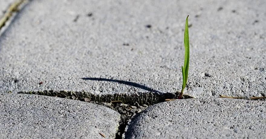 A-blade-of-grass-emerging-through-concrete-cracks_Pikist.jpg