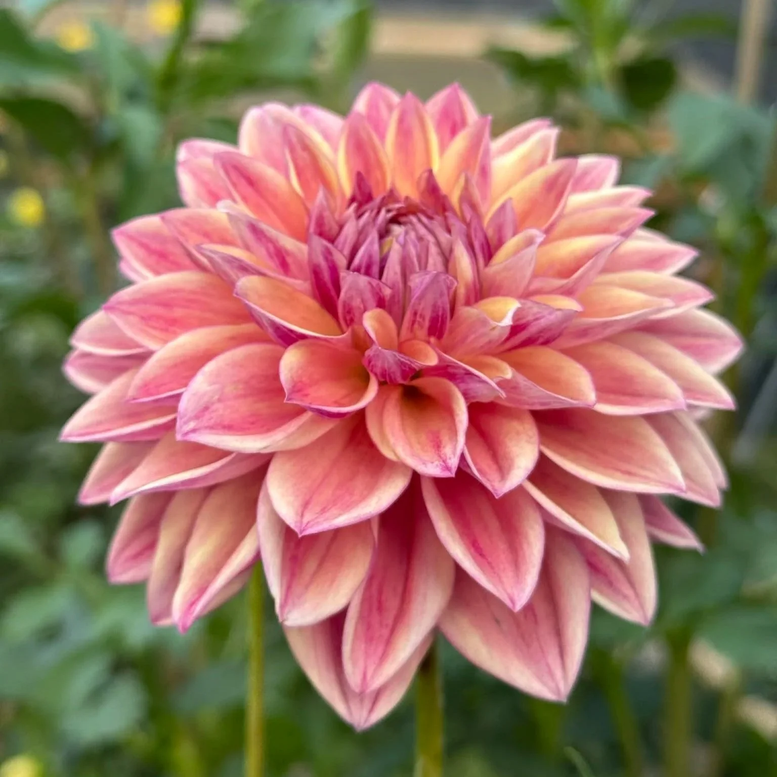 Dusty Beauty Cutting