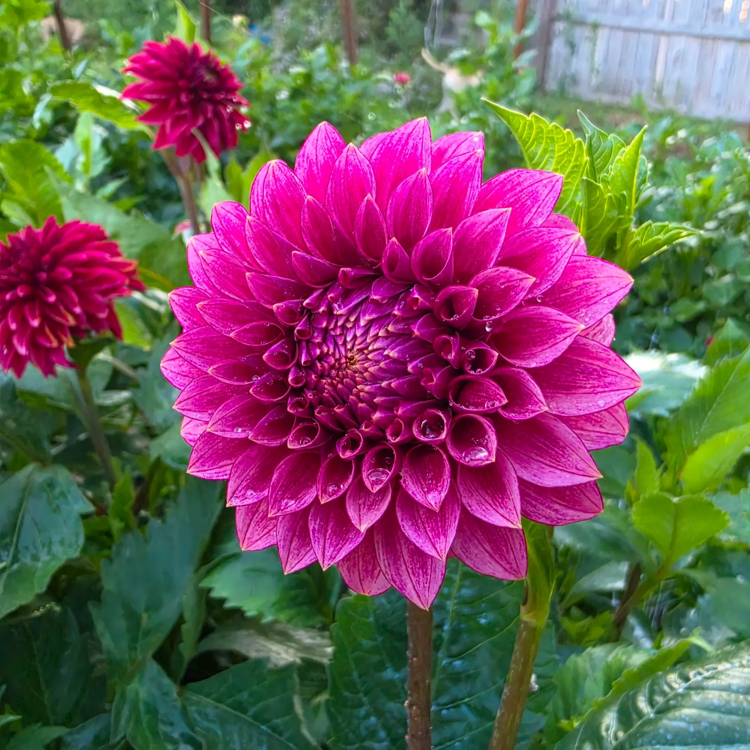 20260701_061829.jpg