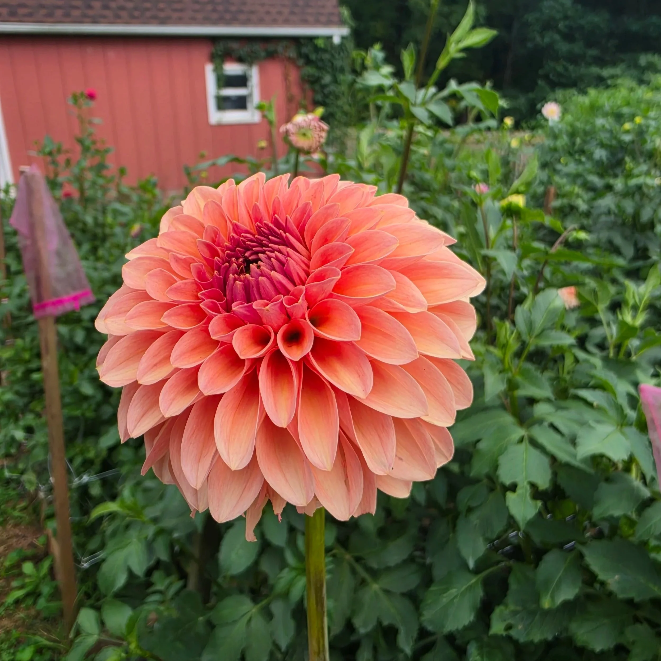 20260801_160515.jpg
