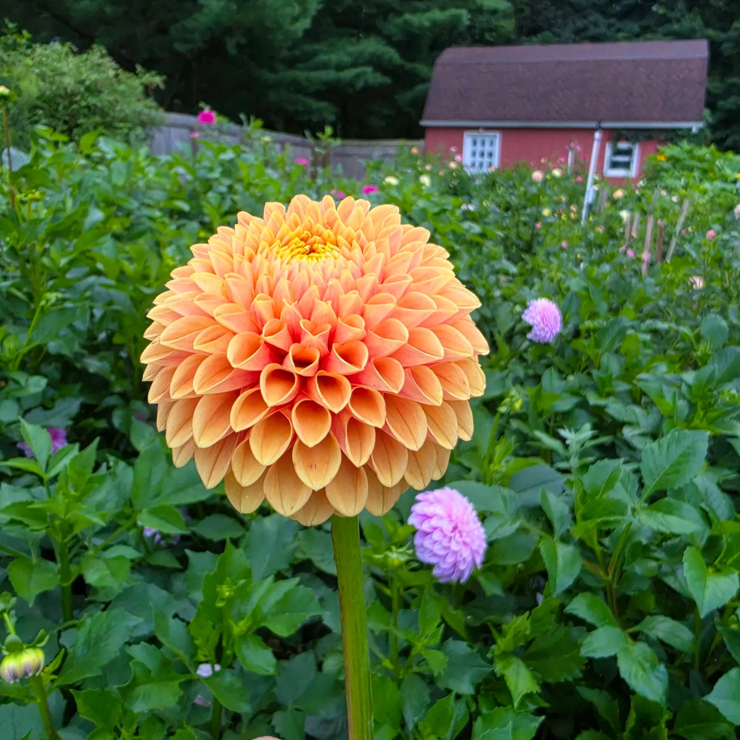20260820_063245.jpg