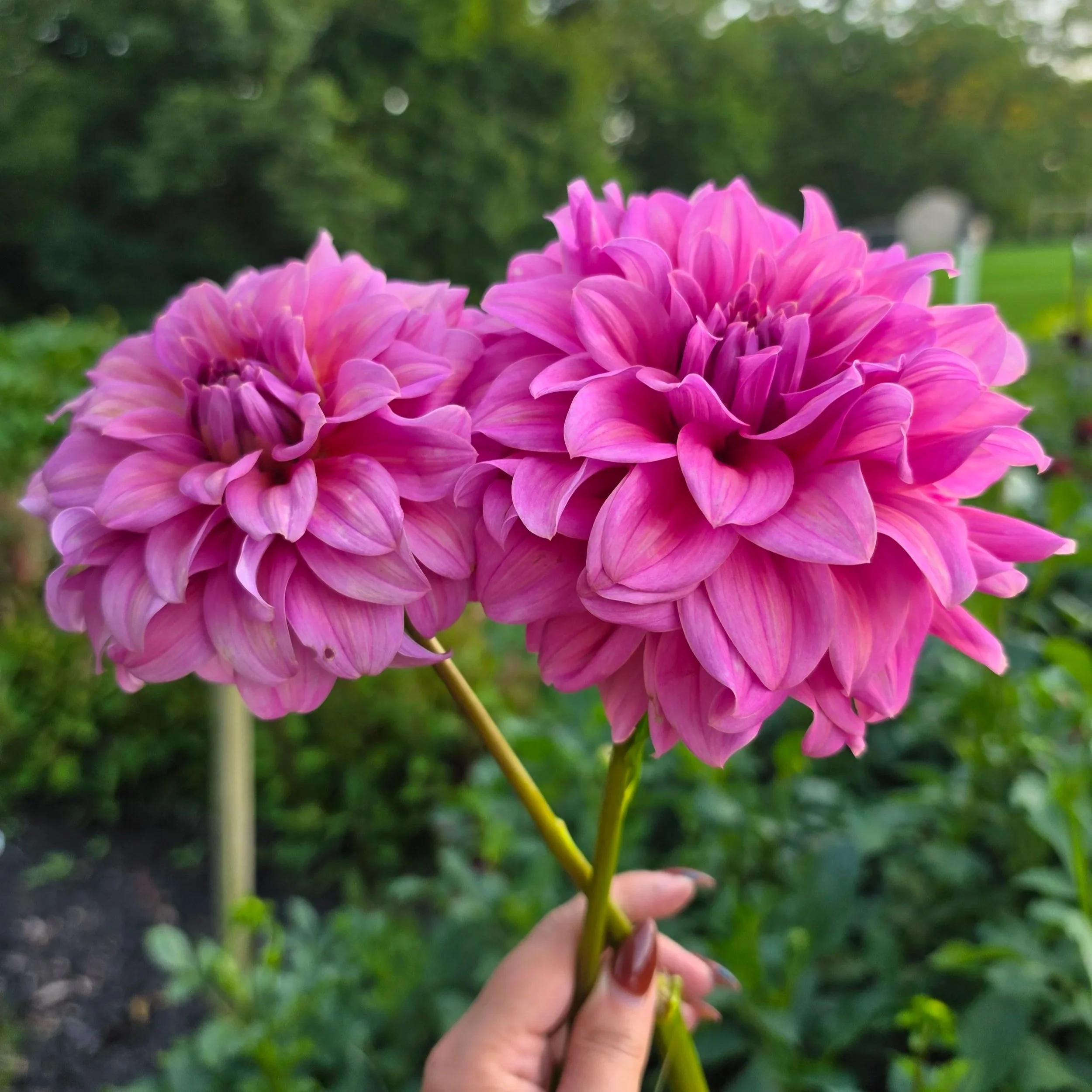 Lileah Caramel Rose