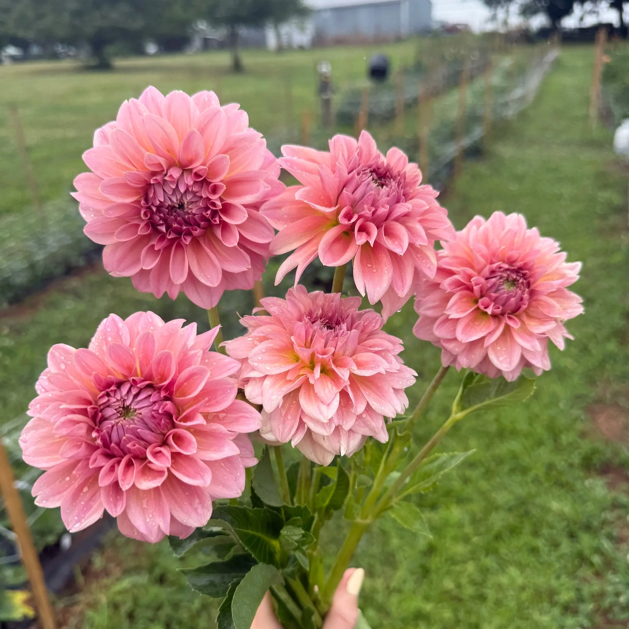 Devon Salmon