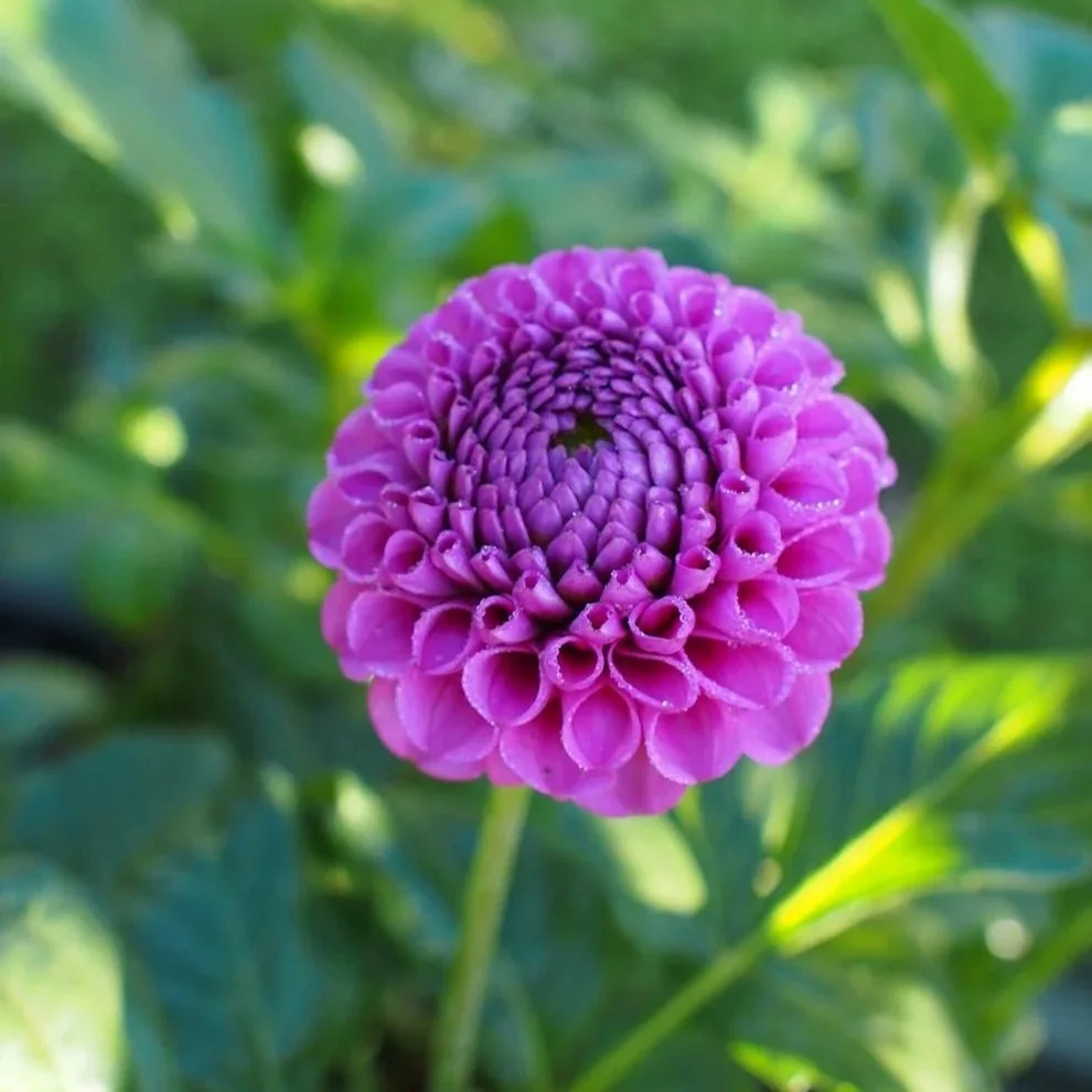 Florelie Hayley Cutting