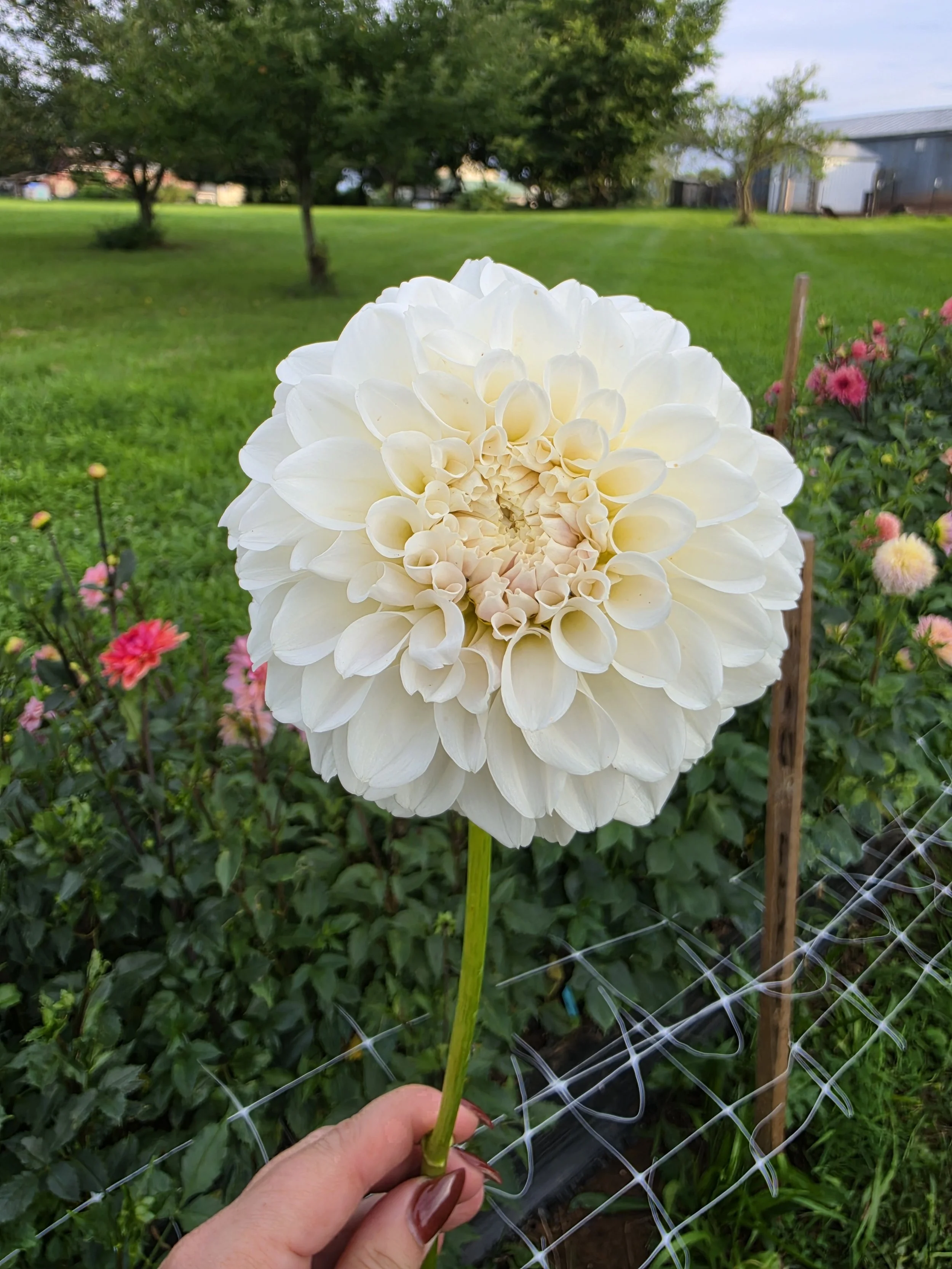 Irish Ruffles