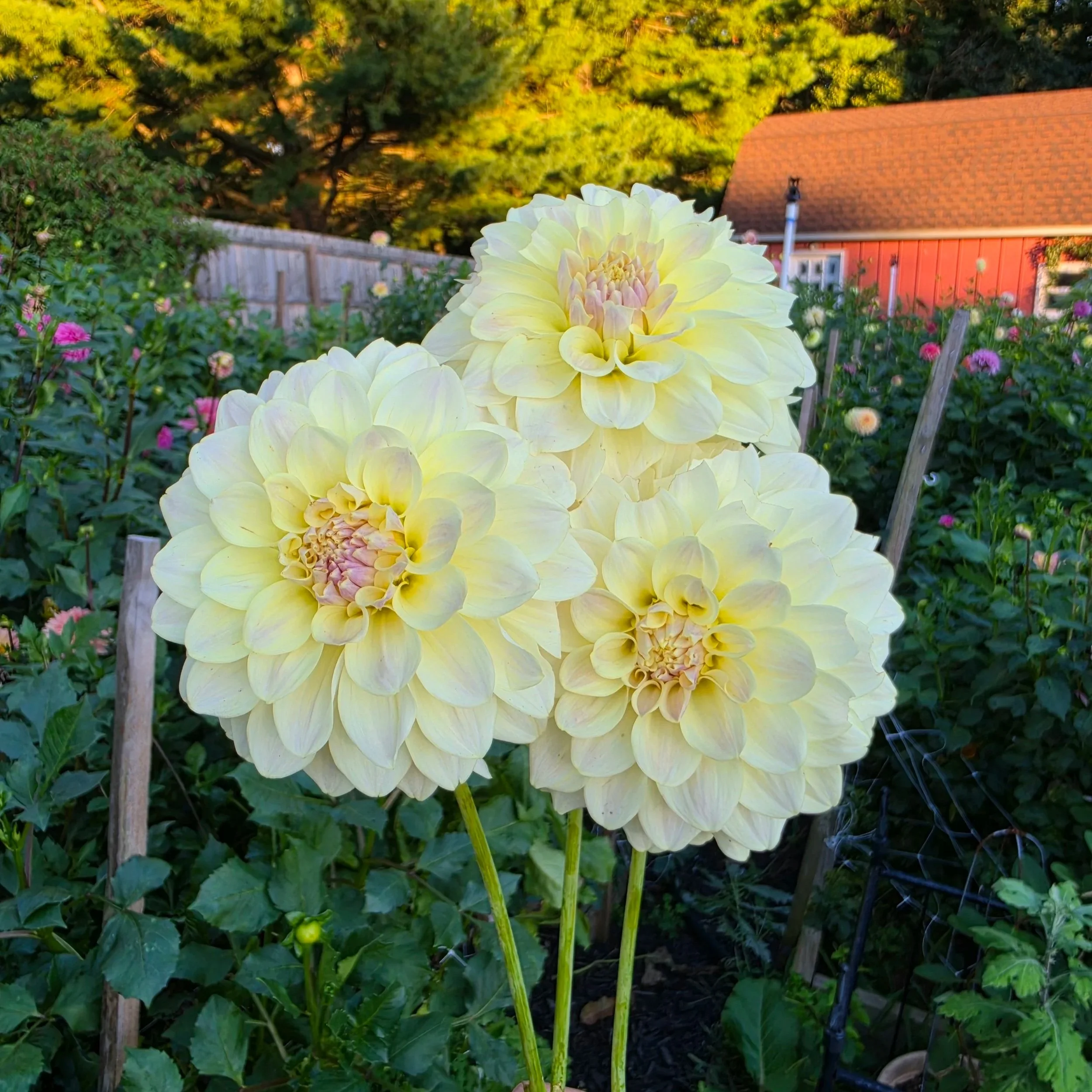 Lee's Primrose Queen