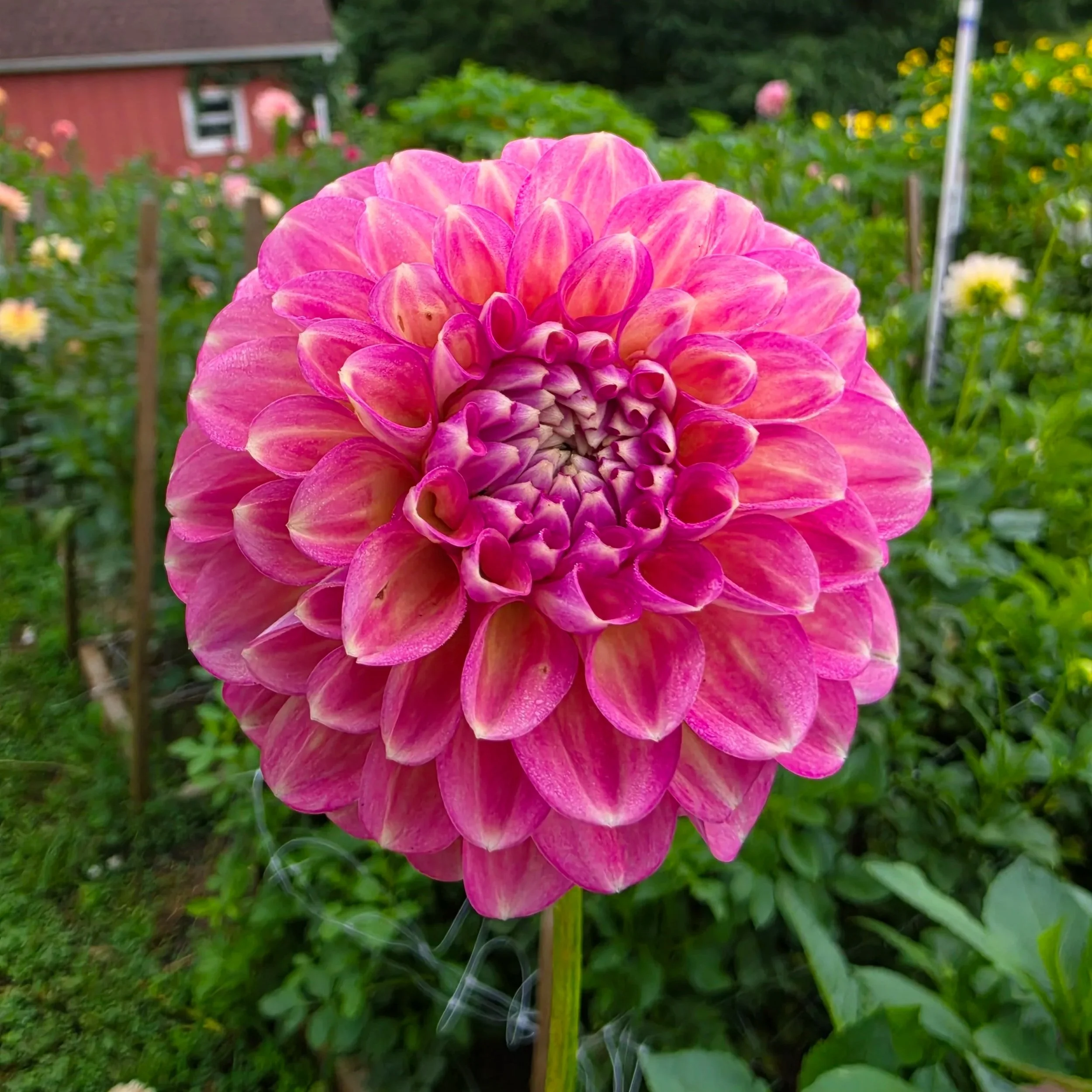 20260816_075151.jpg
