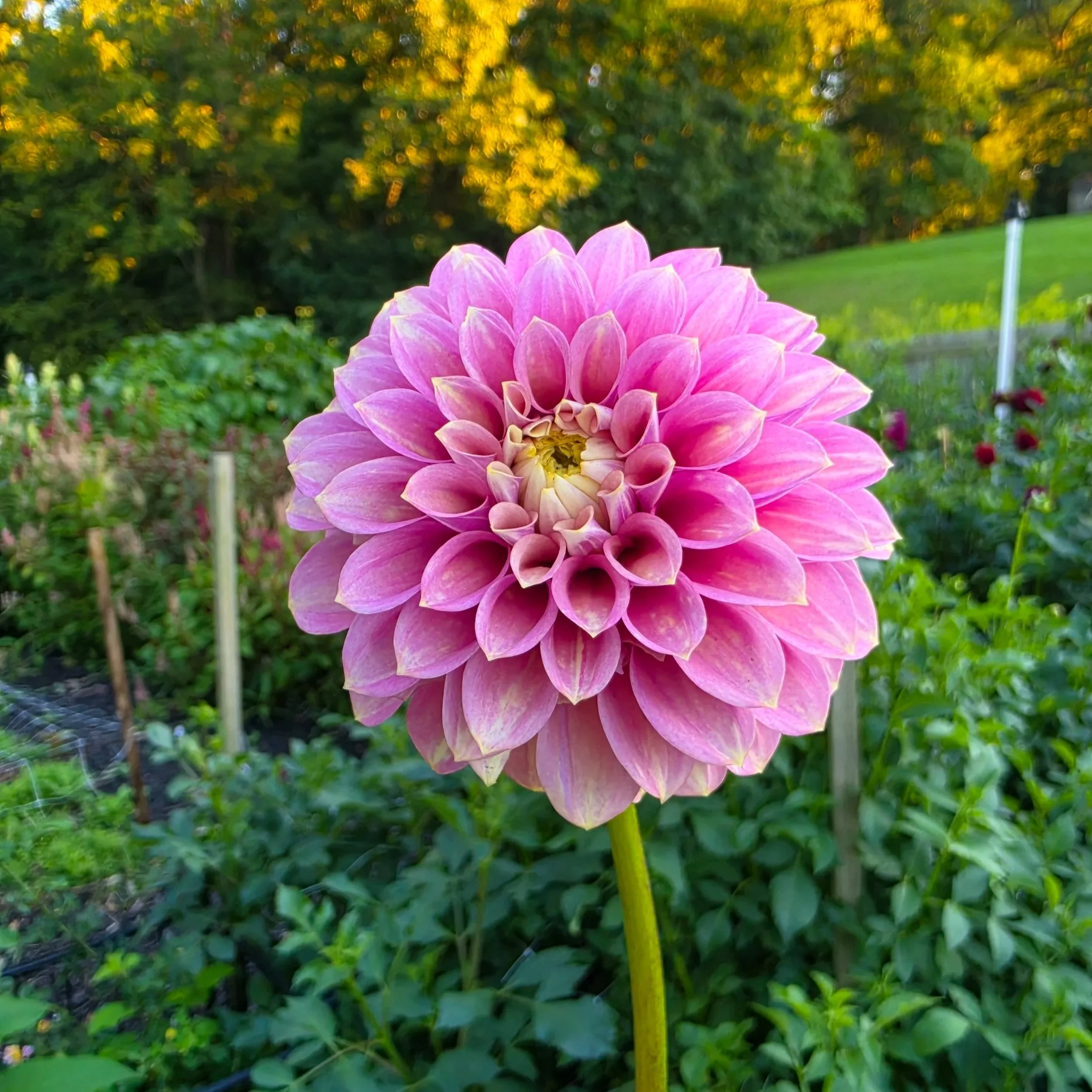 20260906_190719.jpg