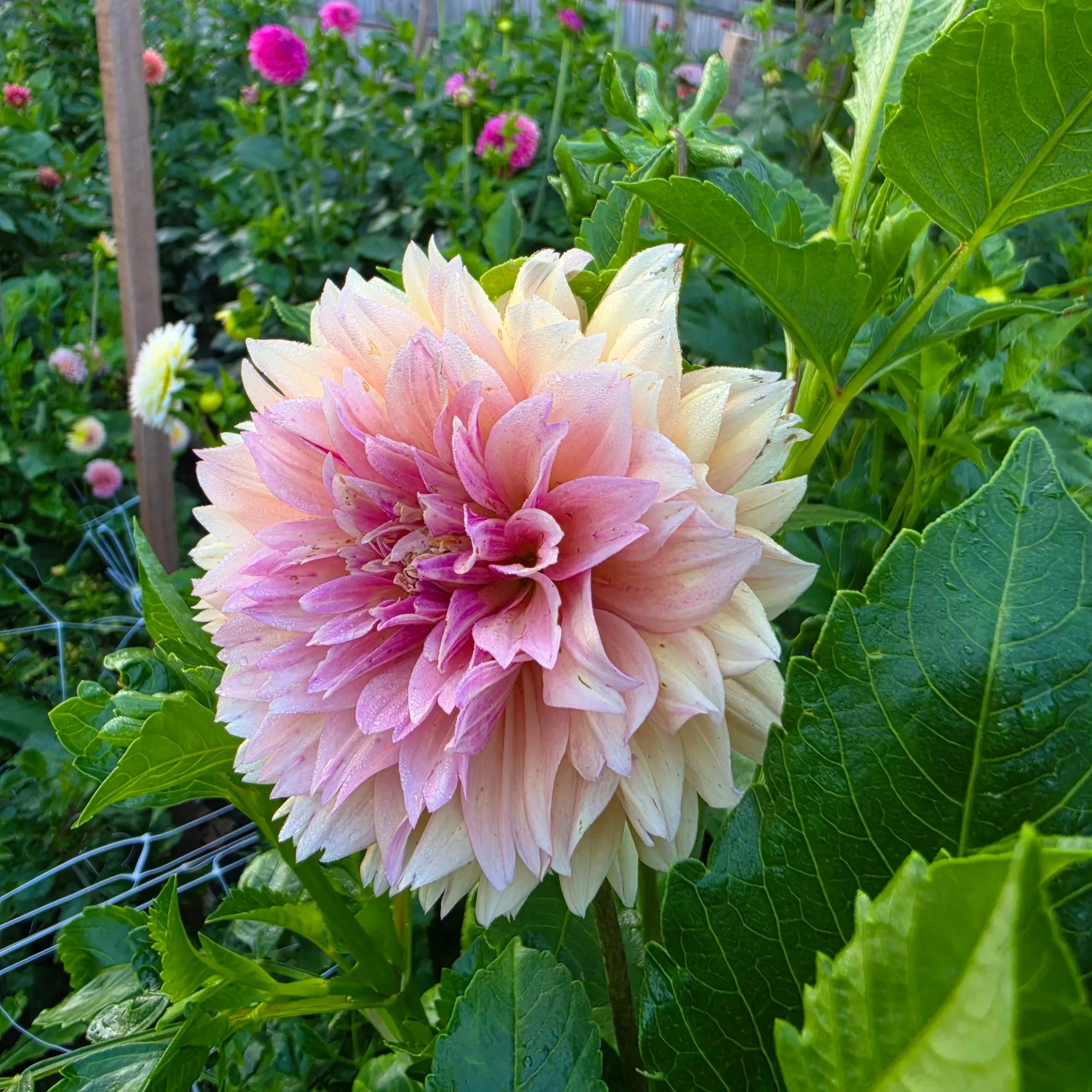 20260720_063511.jpg