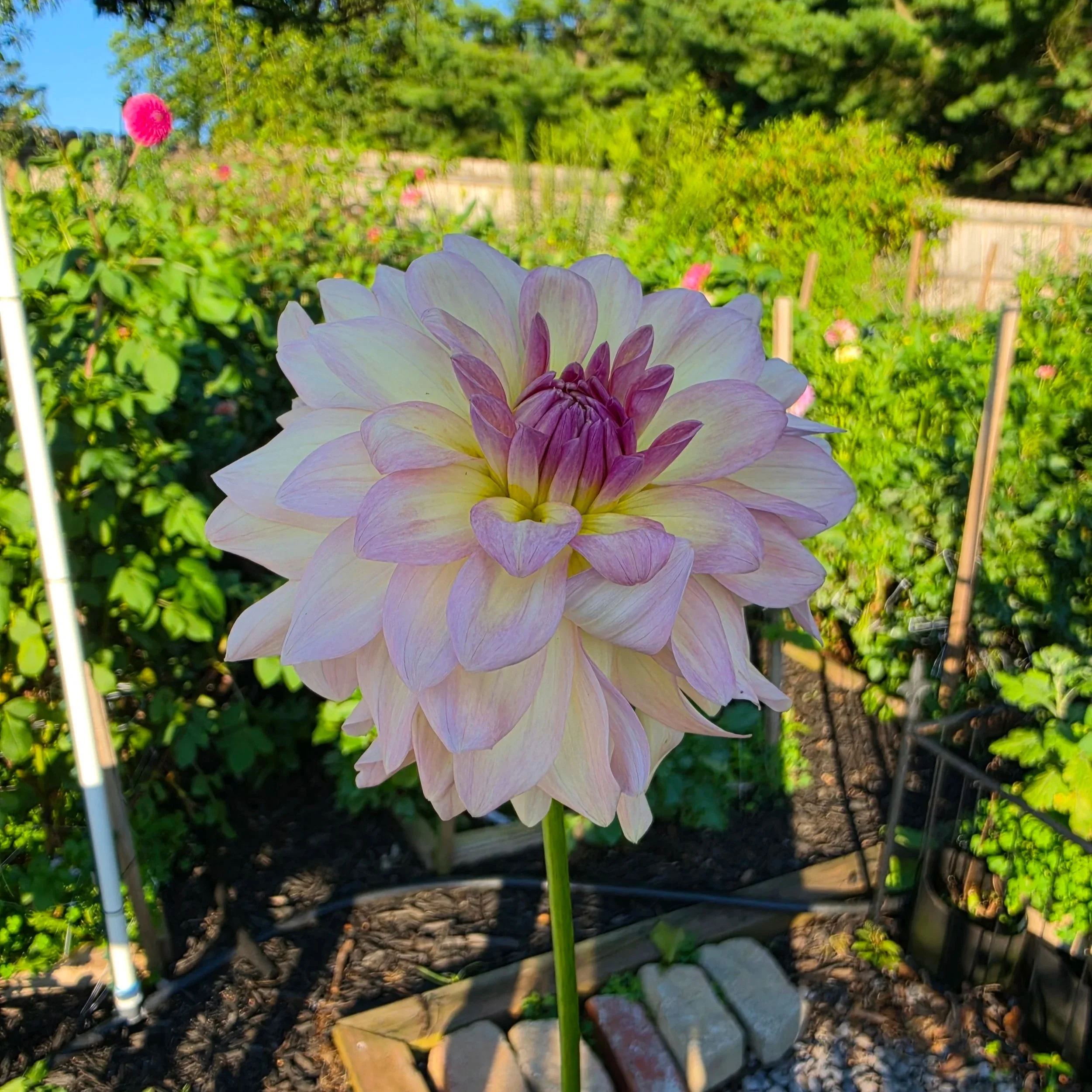 Everbloom Lullaby