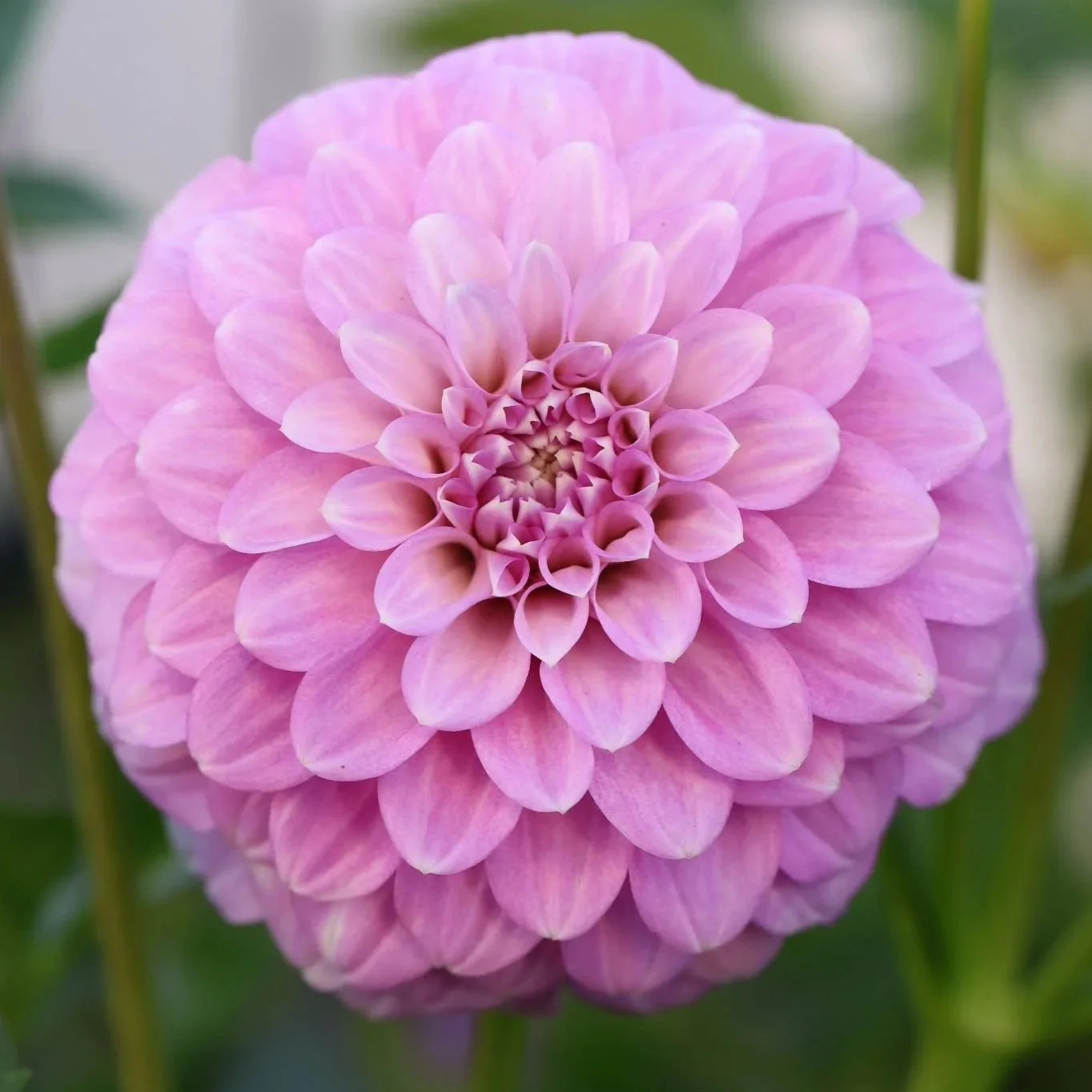 Coorabell Zoe Cutting