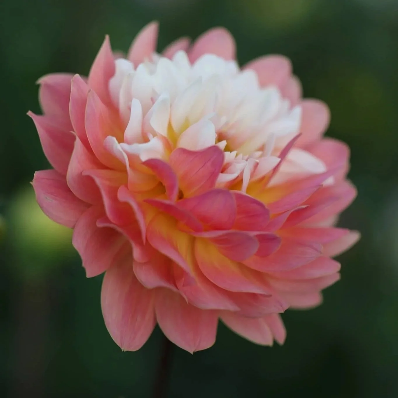 Annie Banannie Cutting