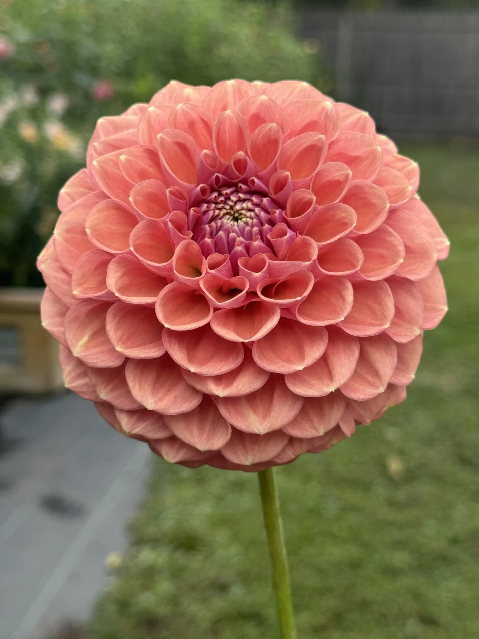 Devon Apollo Cutting