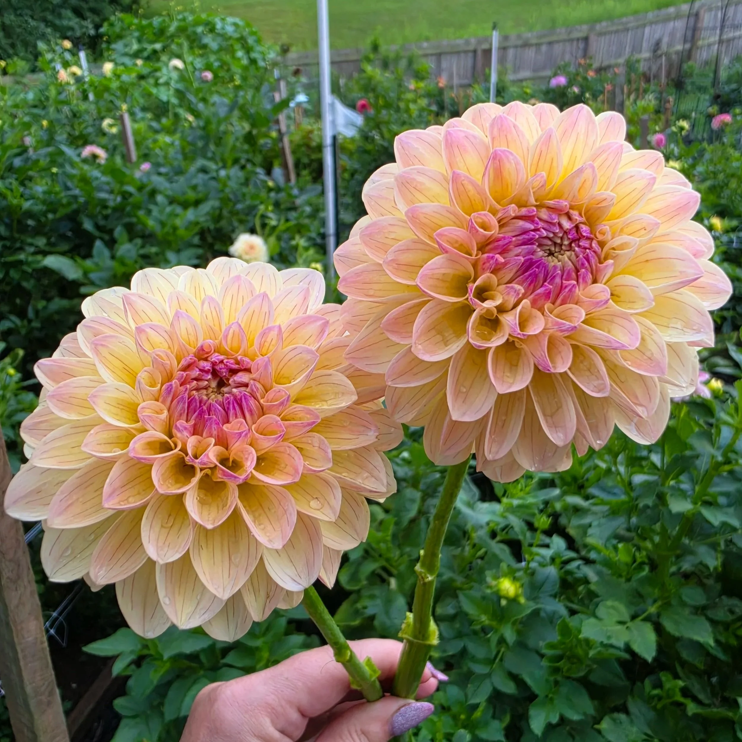 20260807_195601.jpg