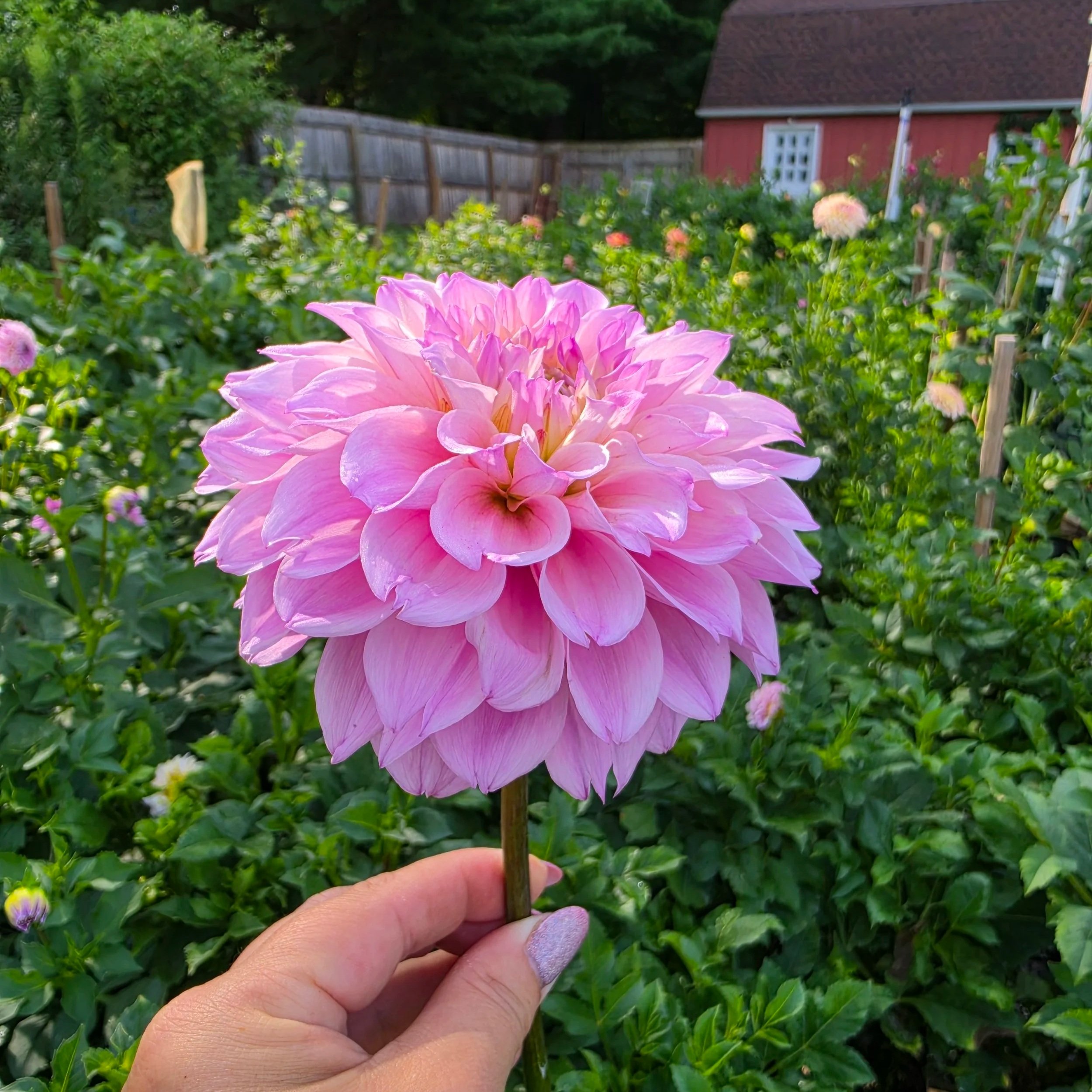 KA's Rosa Novella