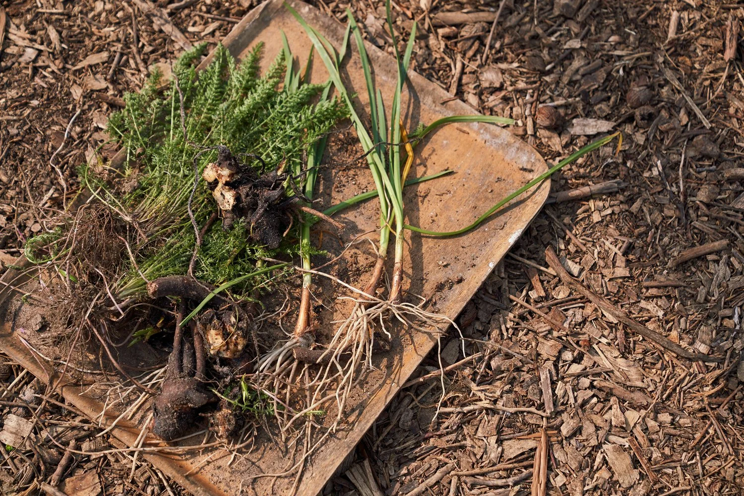 cold fire collabs_sustainabilityinstitute_46.jpg