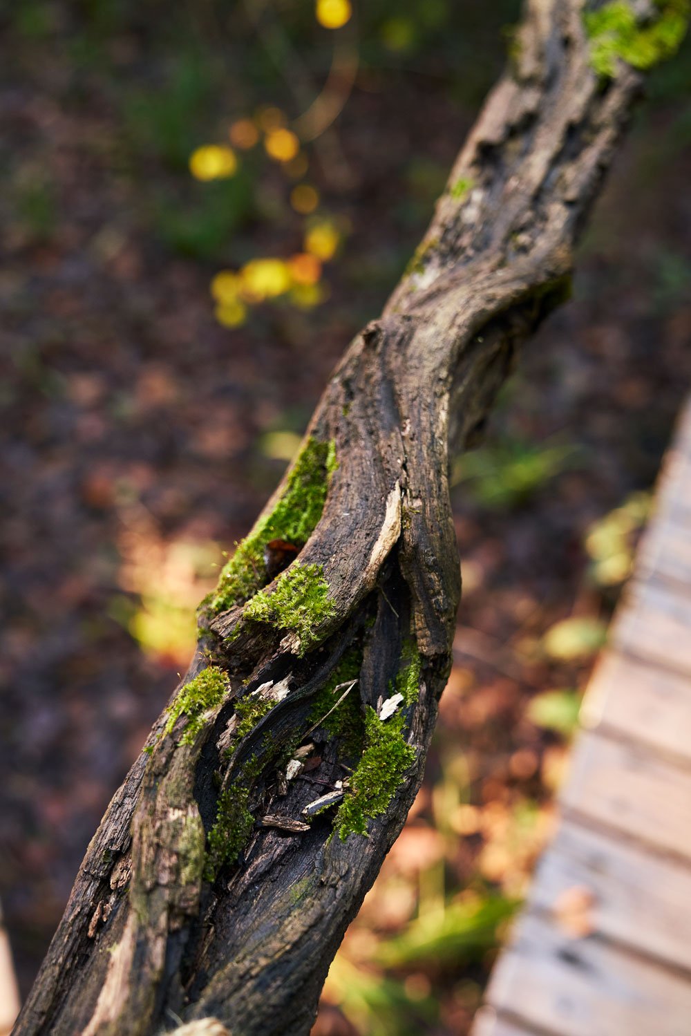 cold fire collabs_summerfieldretreat_hospitality_15.jpg