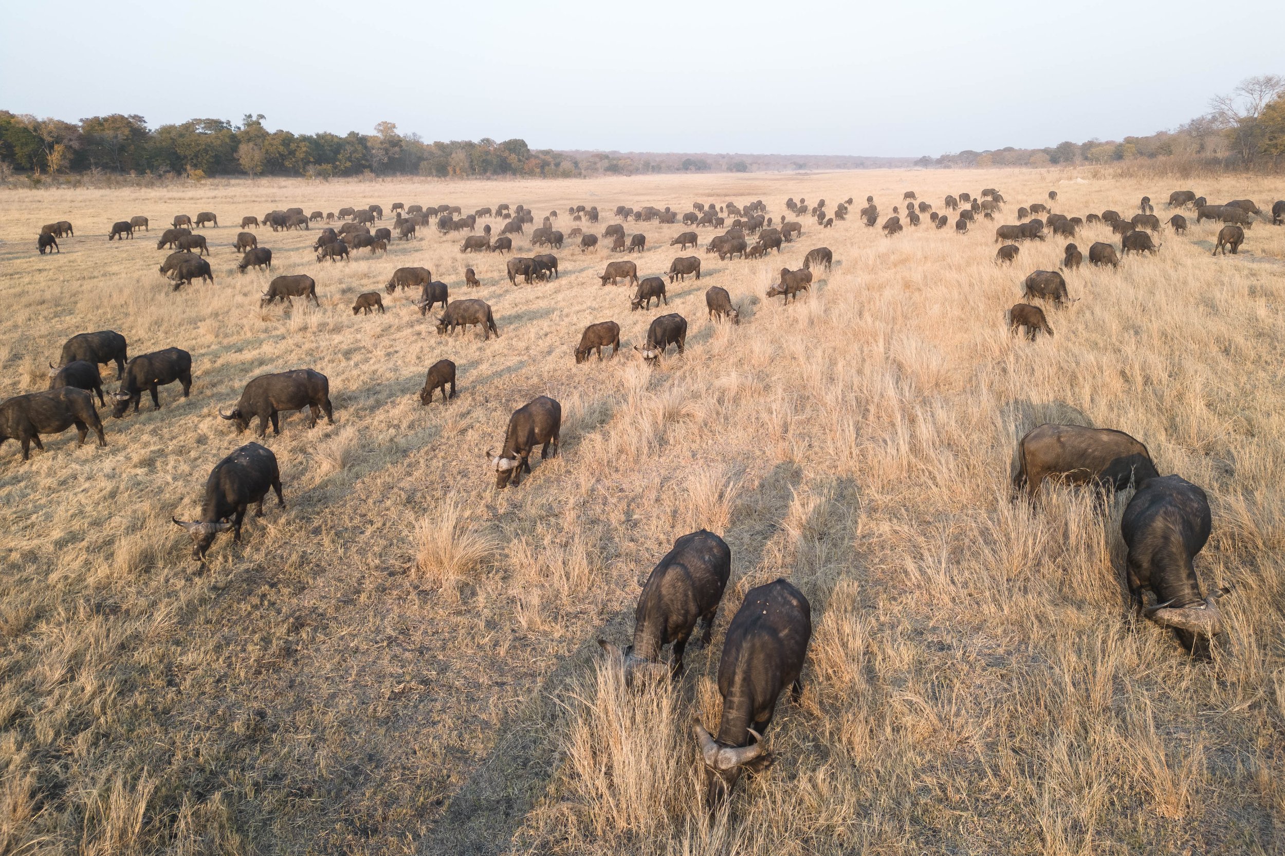 A group of buffalos in the field.