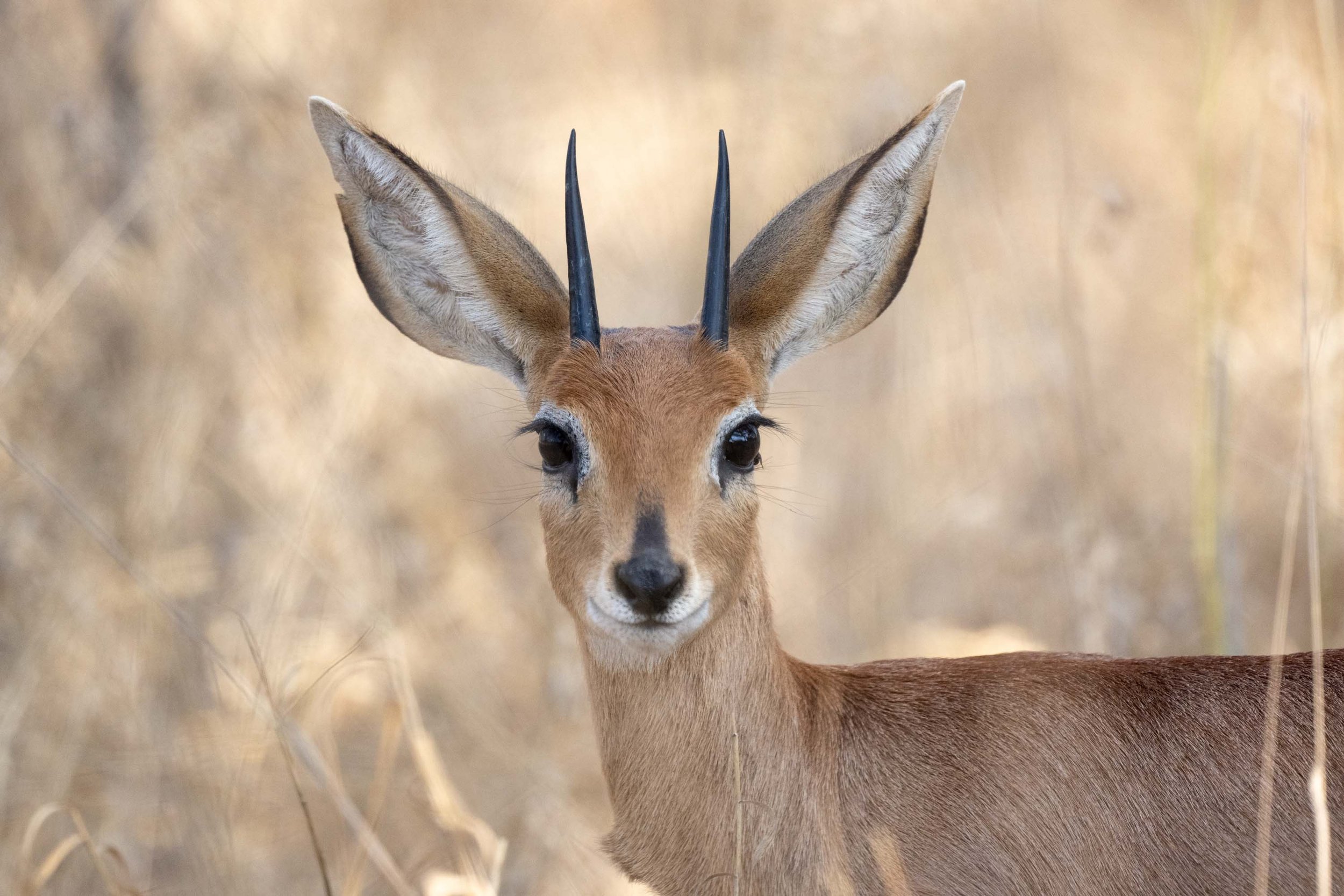 Amalinda-Hwange-Safari-067.jpg