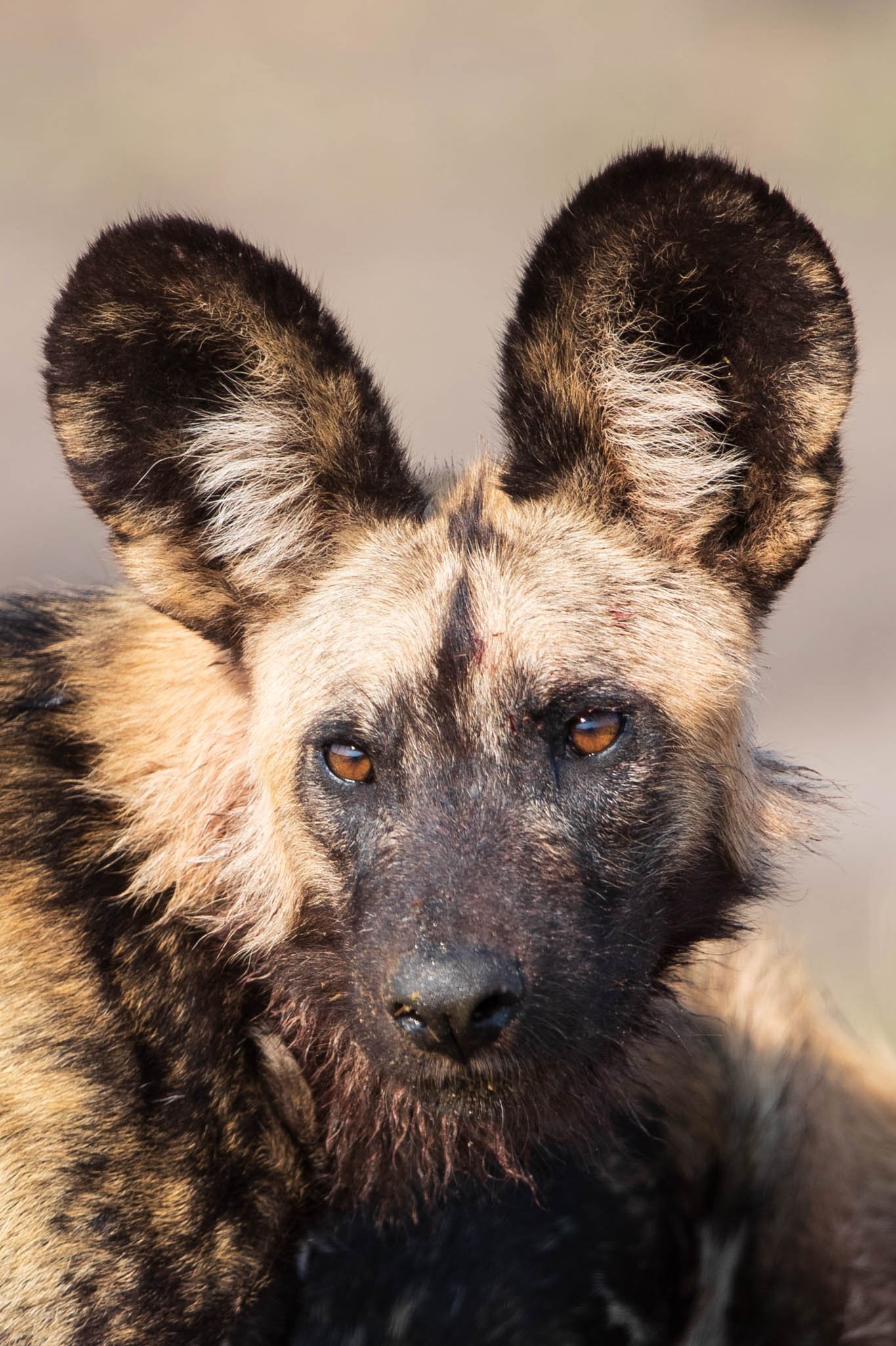 Wild dogs 24.jpg