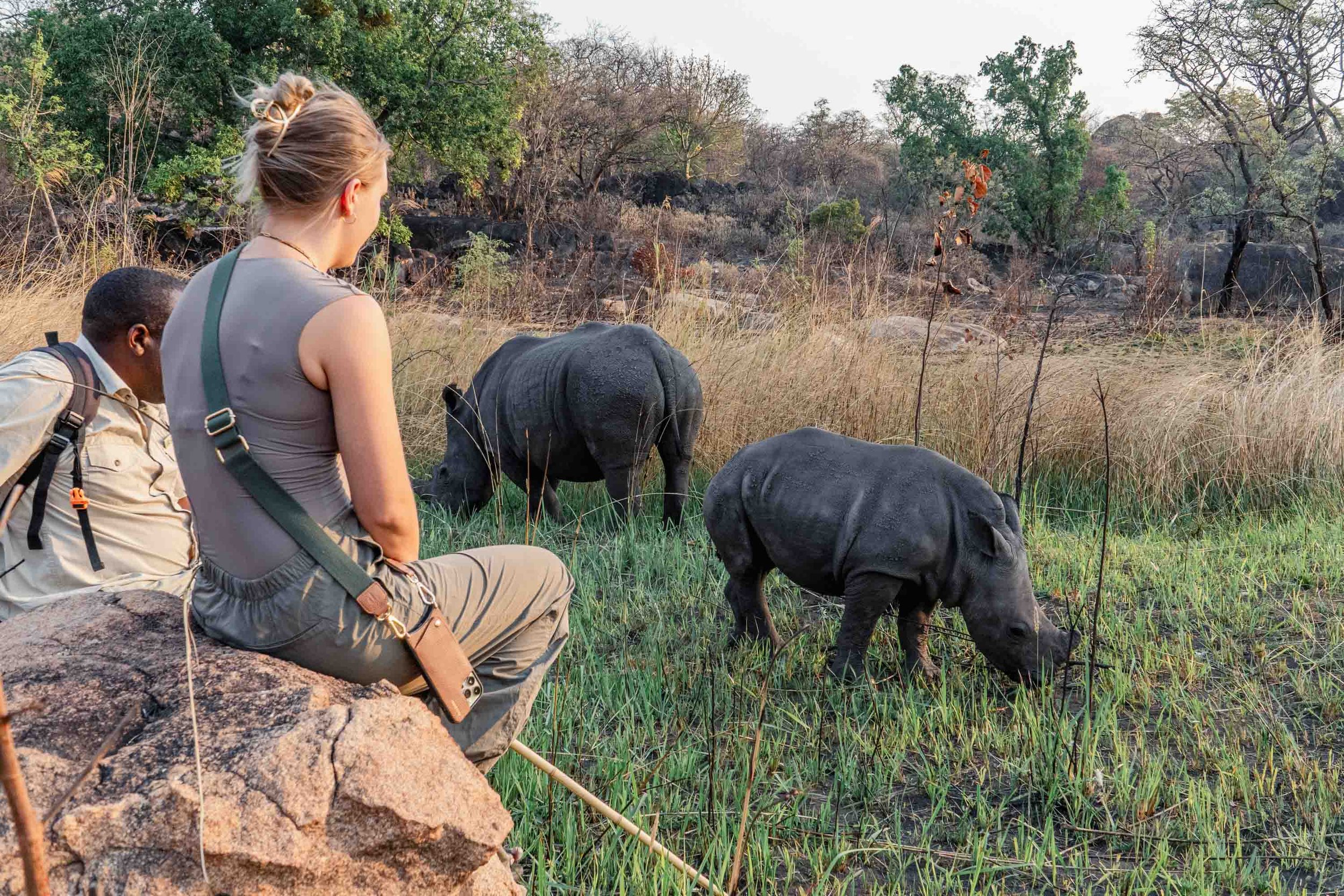 Two persons looking at the rhinos eating in the field.
