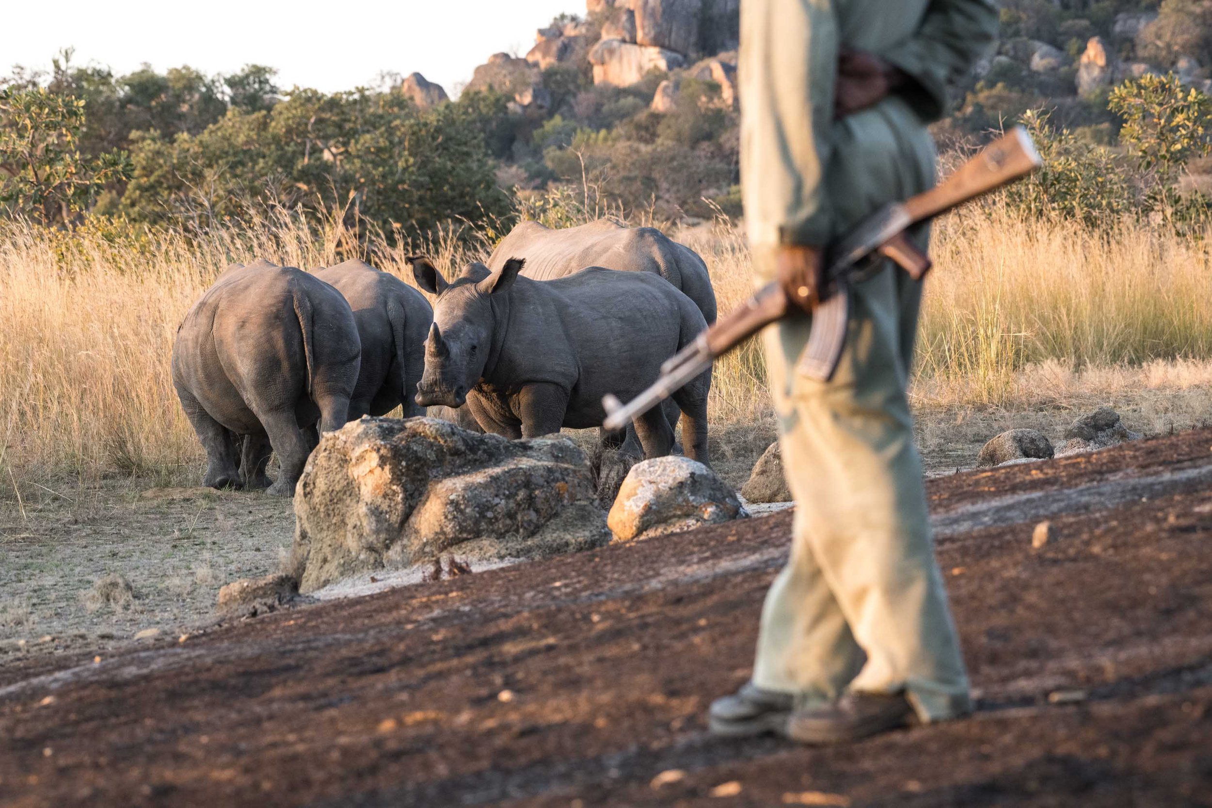 A person standing next to a group of rhinos.