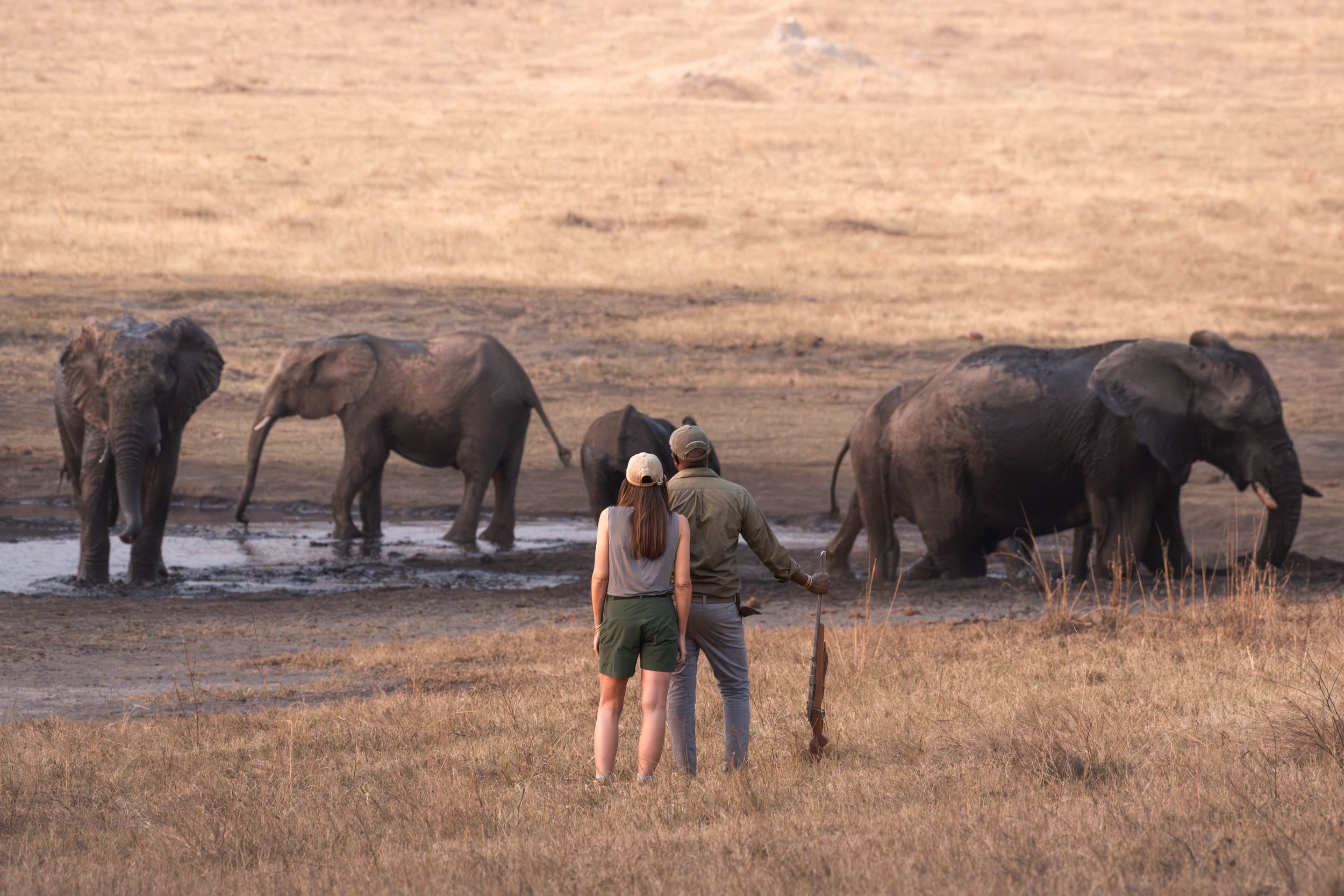 A couple standing near a group of elephants.