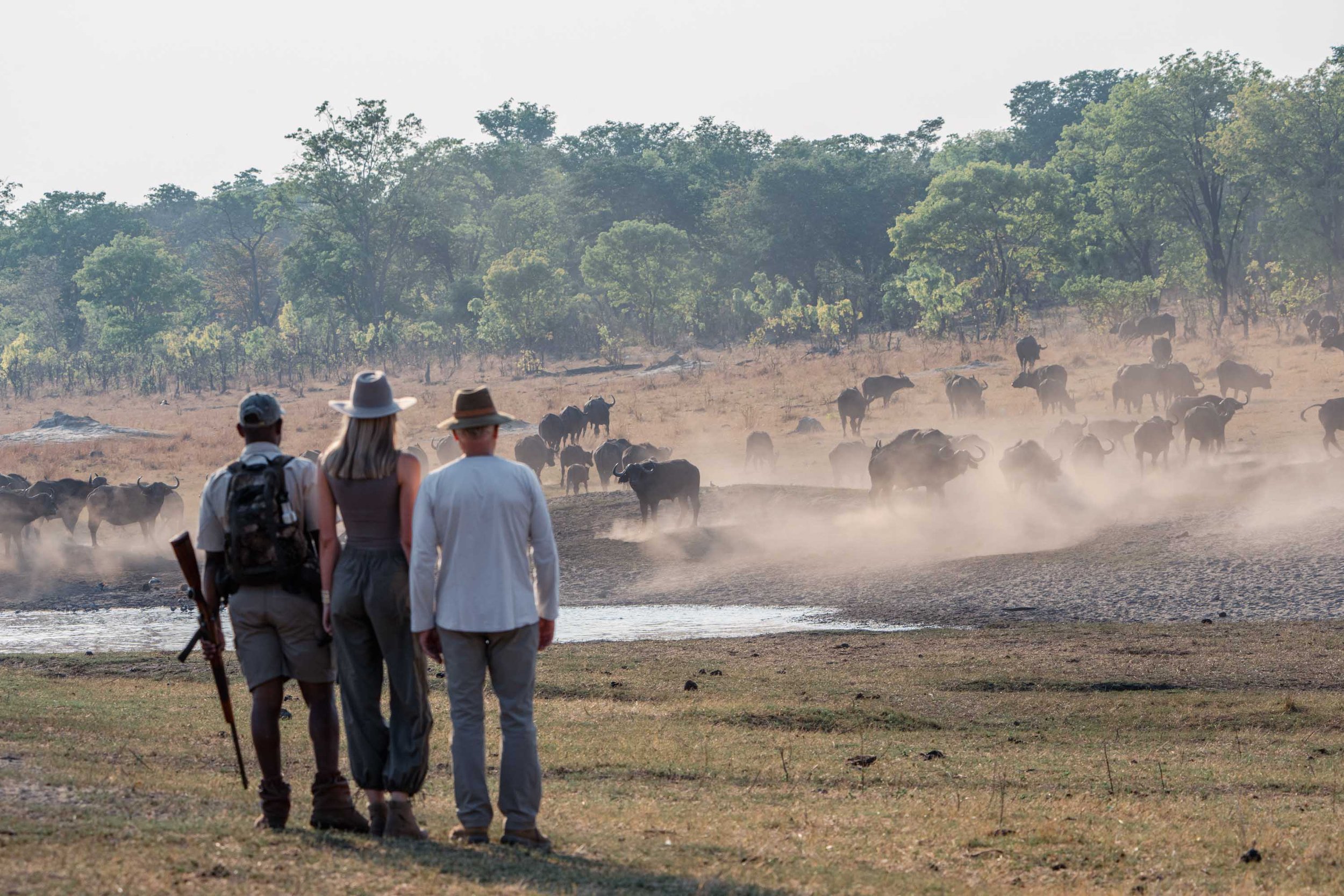 Two men and a woman standing near a group of buffalos