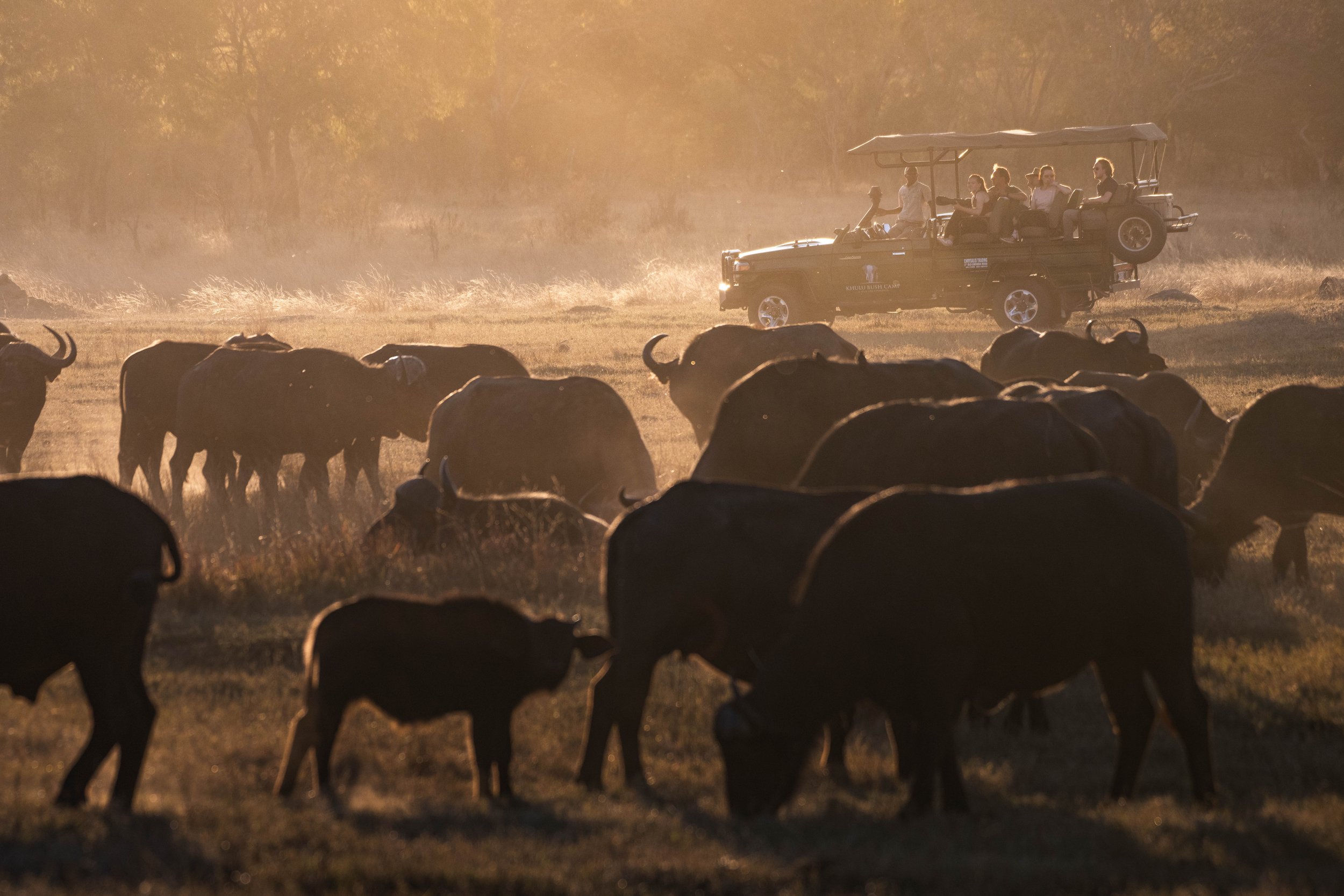 A group of buffalos in the field.
