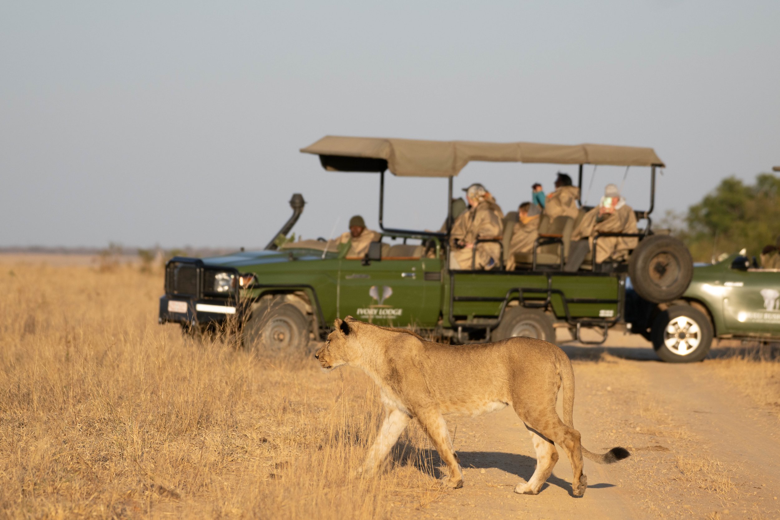 A lion strolls in front of a vehicle carrying people.
